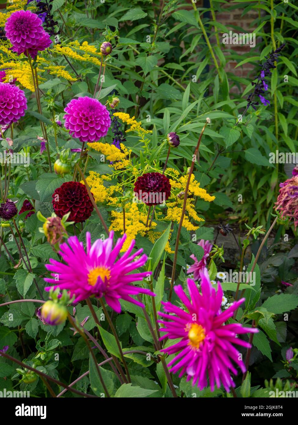 Dahlia 'Ambition', Dahlia 'Purple Fox', Dahlia 'Karma Choc' mit Goldrute und blauem Salvia im Chenies Sinken Garten im September. Stockfoto