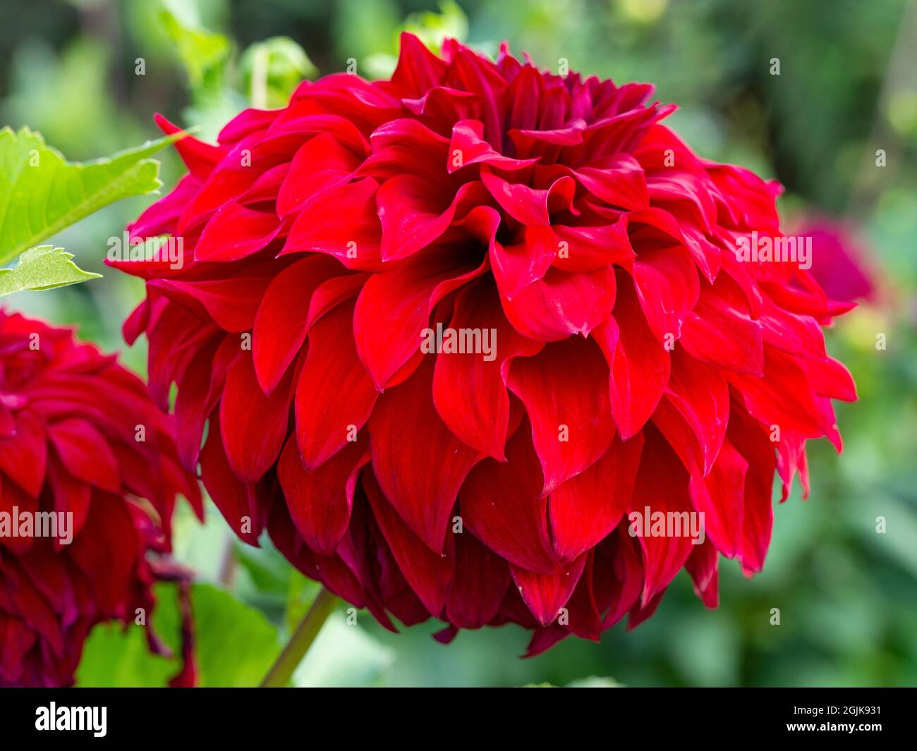 Dahlia 'Spartacus' im Chenies Manor, Buckinghamshire.Eine tief samtrote, große blühende Sorte. Stockfoto