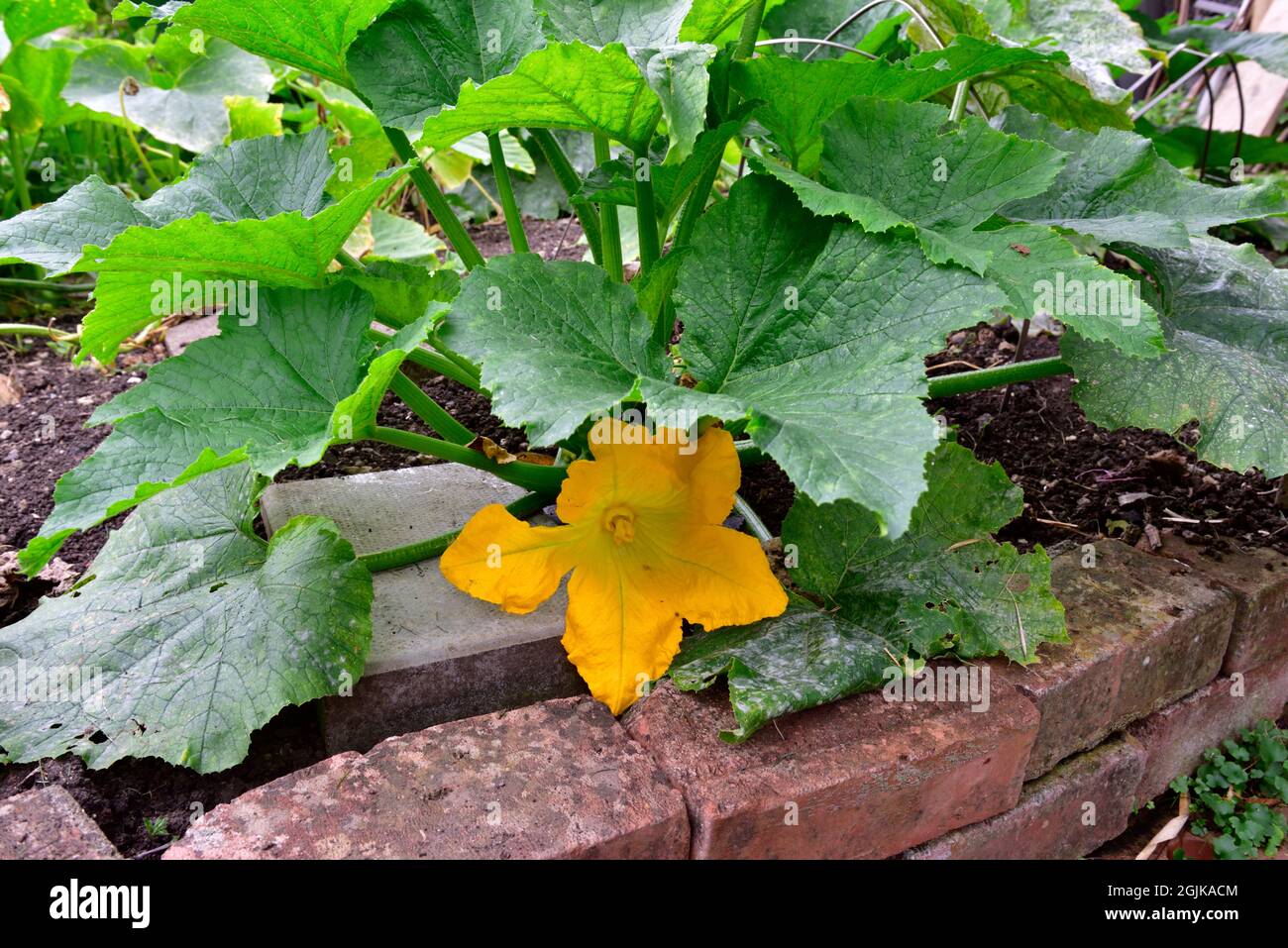 Gelbe Blume auf wachsende Zucchini-Pflanze im Hausgarten, Großbritannien Stockfoto