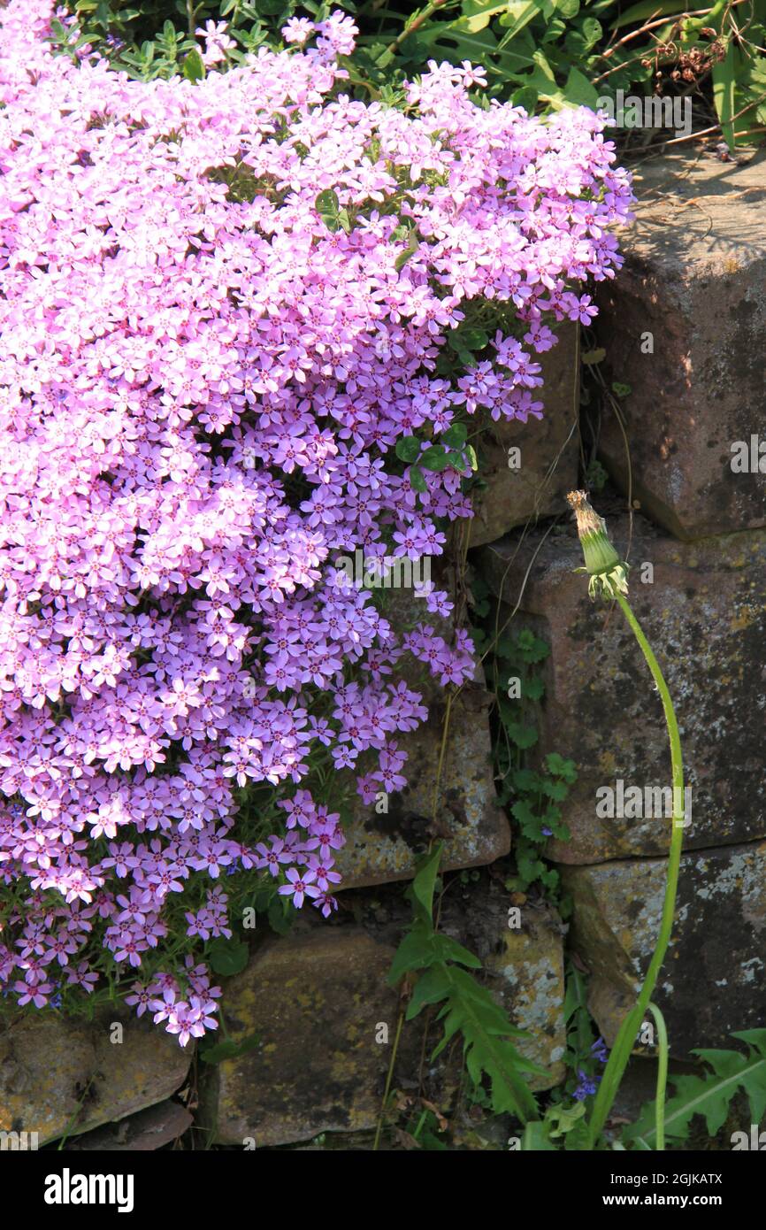 Prächtige blühende Phlox-Blüten Stockfoto