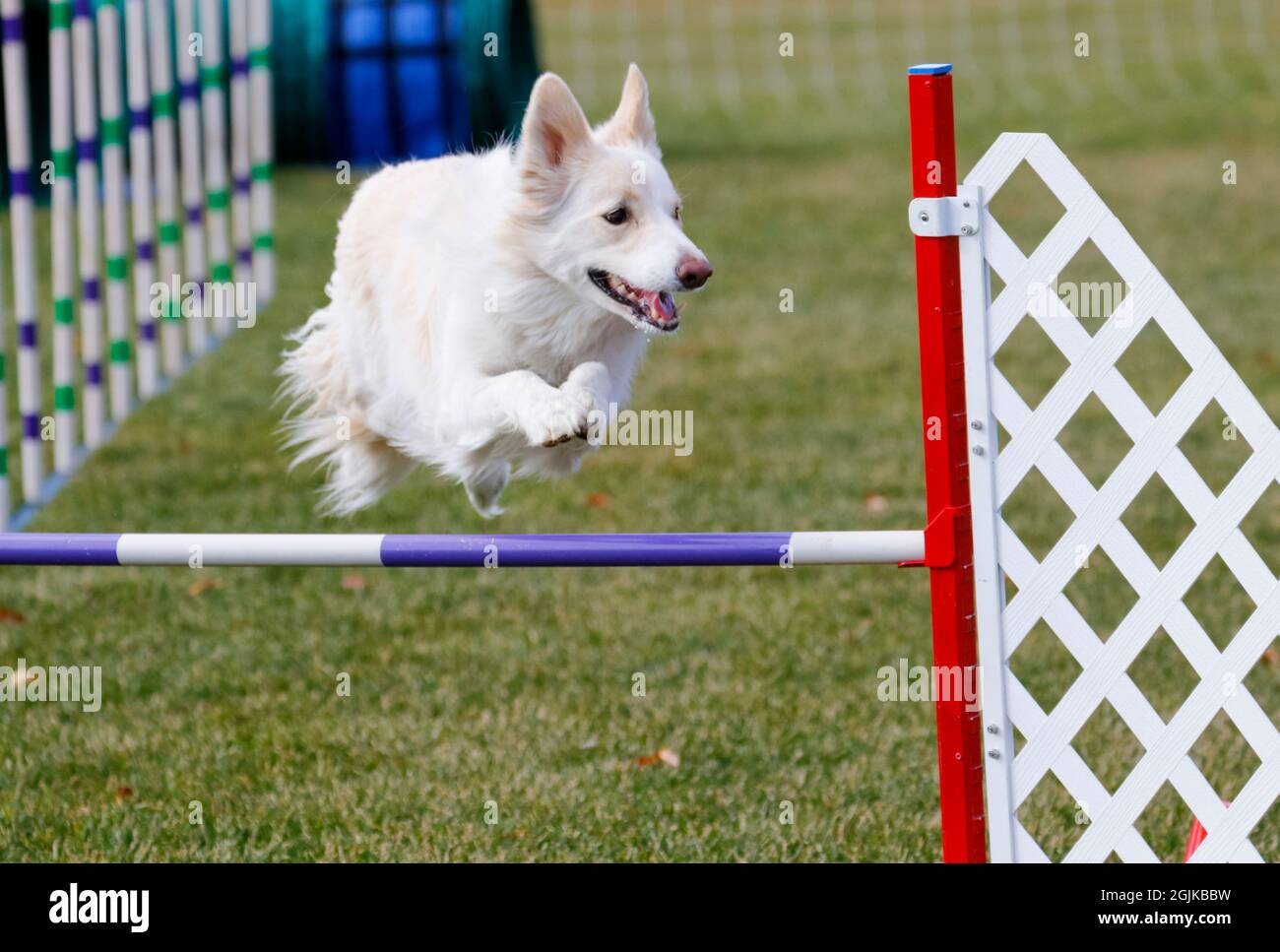 Border Collie Dog auf einem Agility-Kurs über einen Sprung Stockfoto