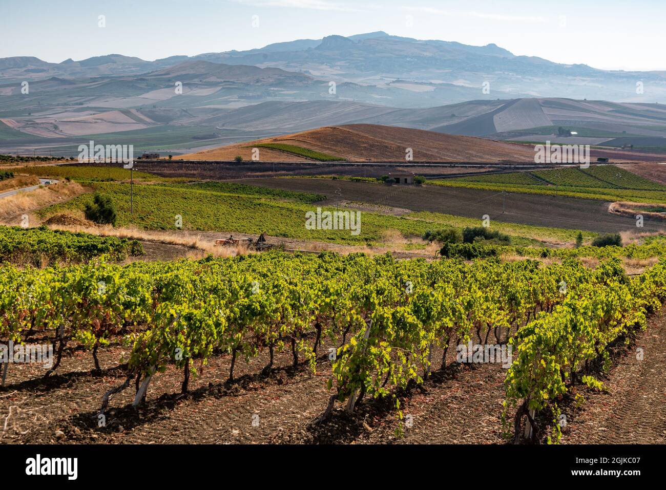 Weinberge von Santa Margherita Belice, Sizilien, Italien Stockfoto