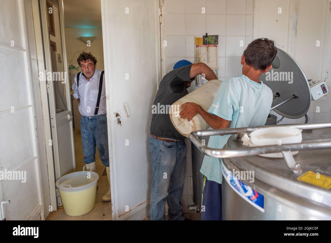 Schafkäserei, Montevago, Sizilien, Italien Stockfoto