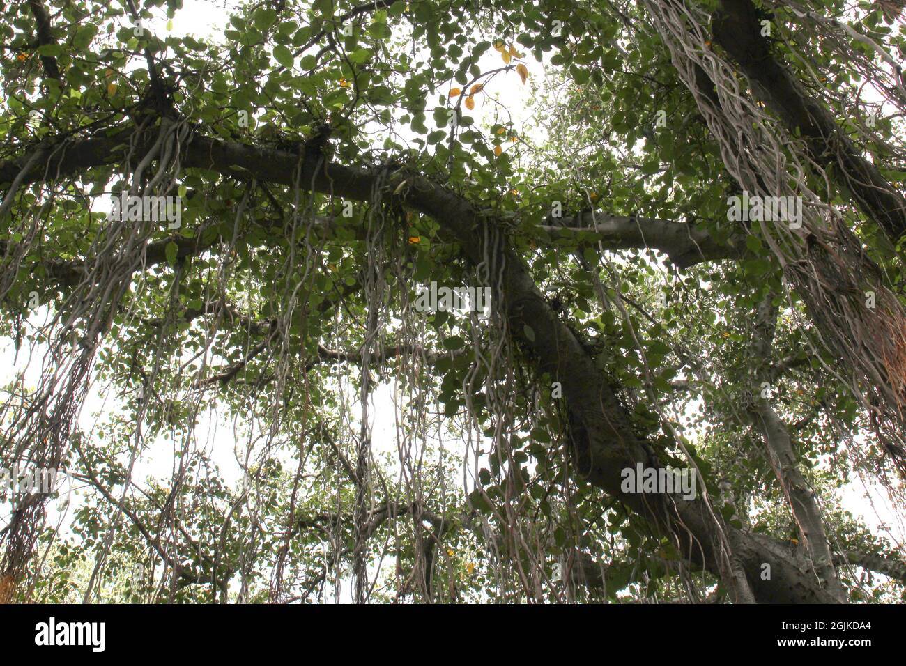 In Lahaina, Maui, Hawaii, USA, strömen Zweige eines Banyan-Baumes mit einer Vielzahl von Antennenwurzeln herab Stockfoto