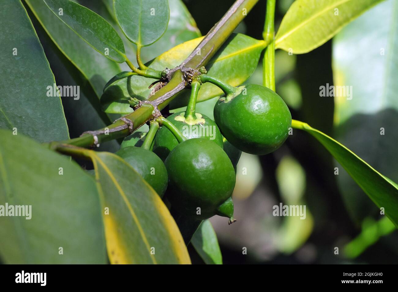 Falsche Mangostan, Gamboge, gelbe Mangostan, Himalaya Garcinia oder Sour Mangostan, Garcinia xanthochymus, hamis mangosztán Stockfoto