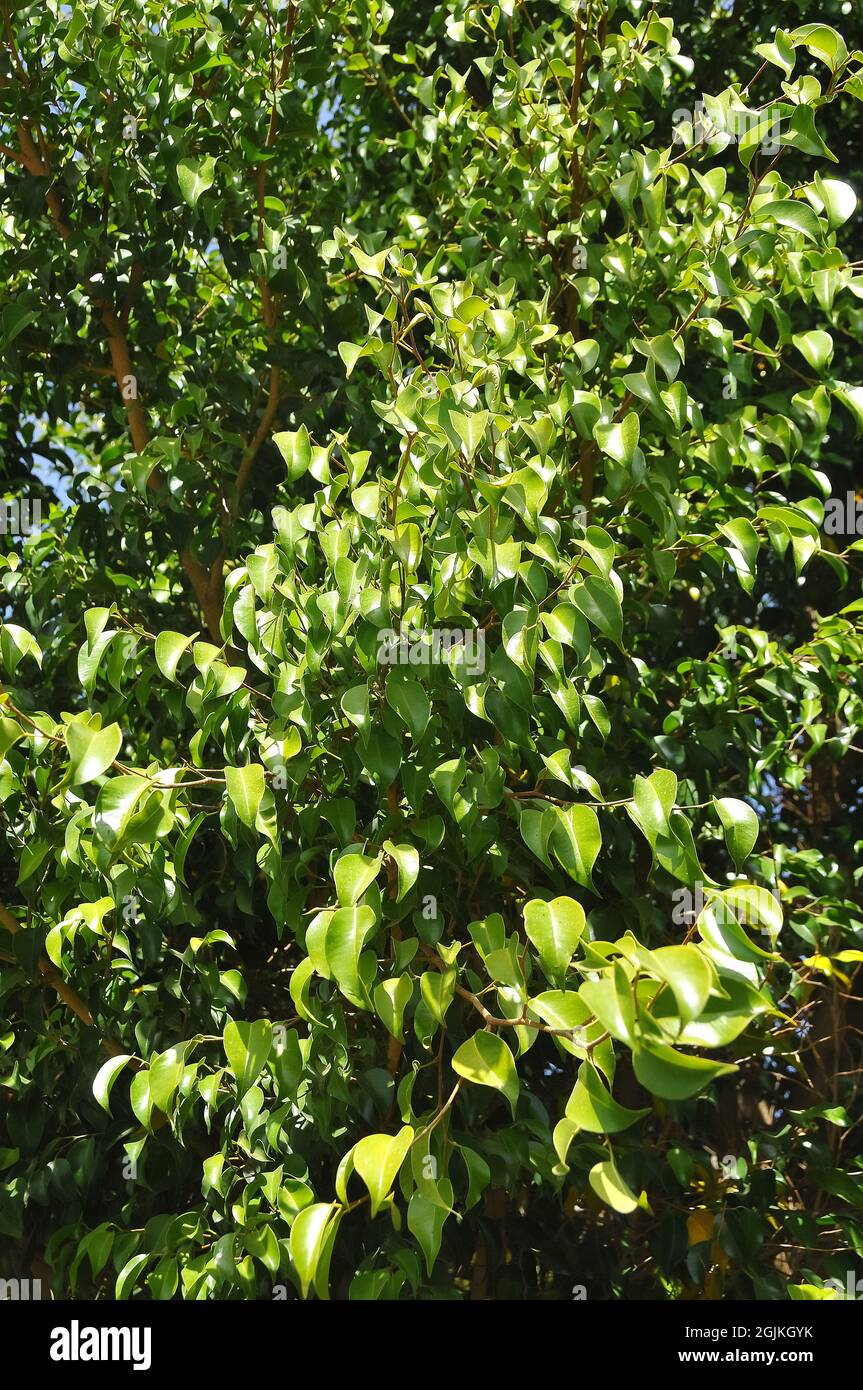 Weinende Feige, benjamin Feige, Ficus Baum, Birkenfeige, Ficus benjamina, kislevelű fikusz Stockfoto