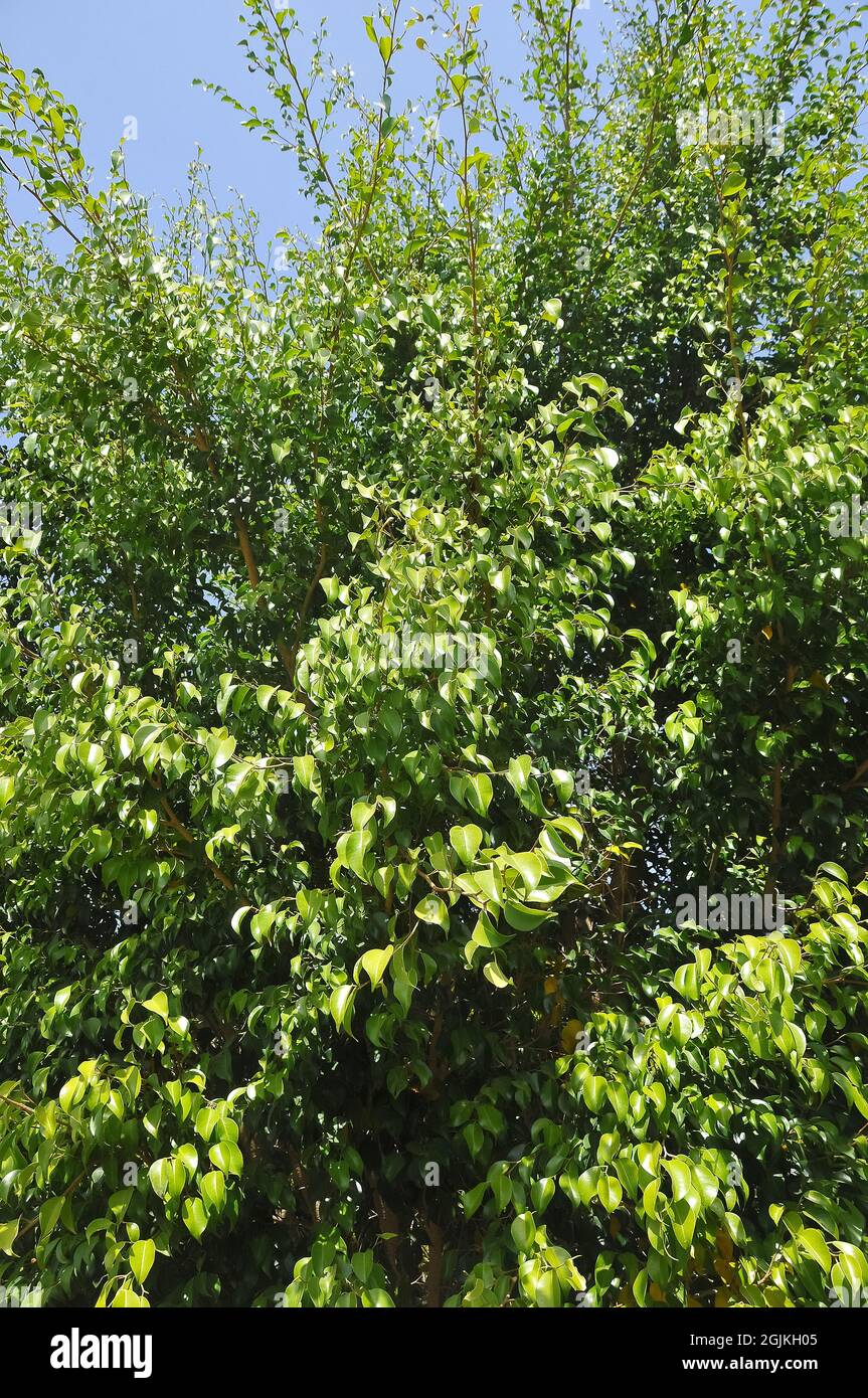 Weinende Feige, benjamin Feige, Ficus Baum, Birkenfeige, Ficus benjamina, kislevelű fikusz Stockfoto