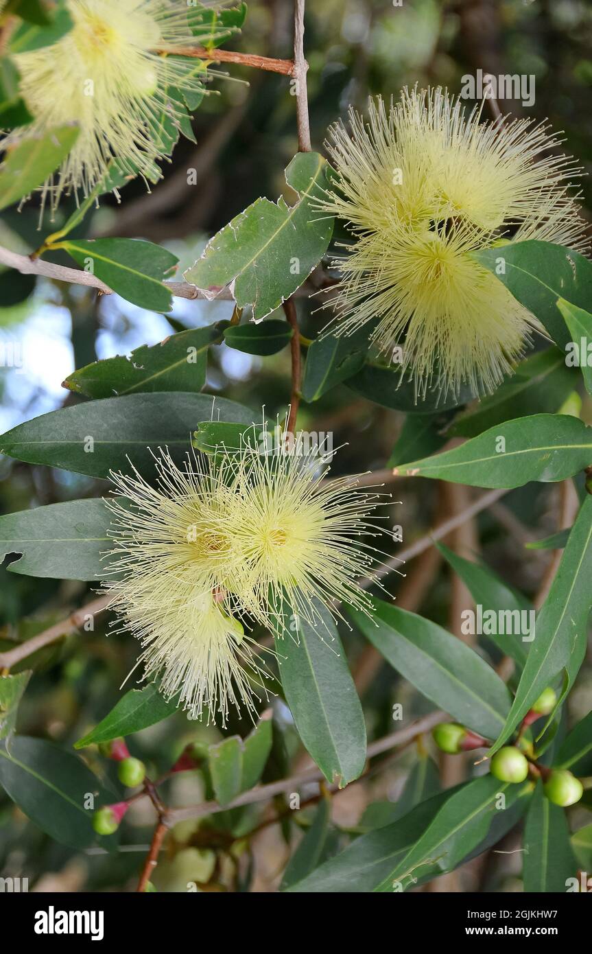 Rosenapfel, Pomarrosa, Malabar Plum, Panineer Champakka, Mountain Apple, Rosenafel, Syzygium jambos, rózsaalma Stockfoto