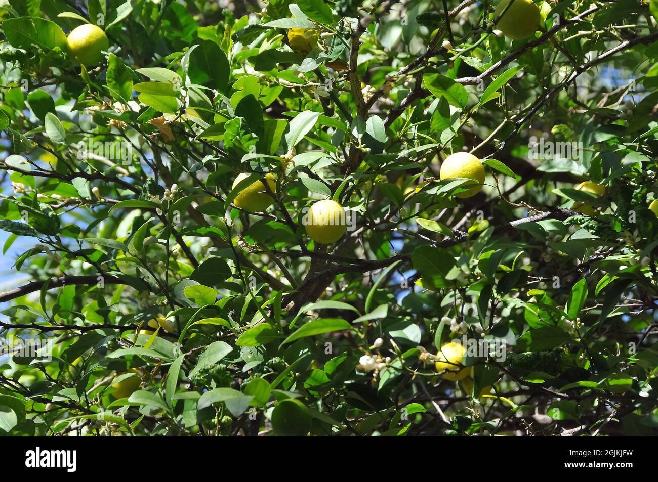 Key Lime, West Indian Lime, Barkeeper's Lime, Omani Lime, oder Mexican Lime, Echte Limette, Citrus aurantifolia, Limette, zöldcitrom Stockfoto