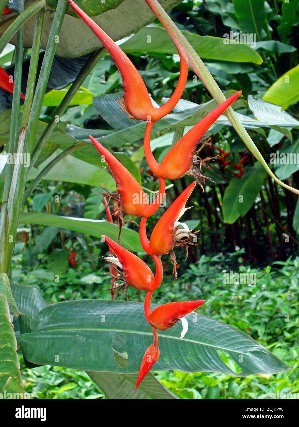 Rote Heliconia Blume auf tropischen Garten Stockfoto