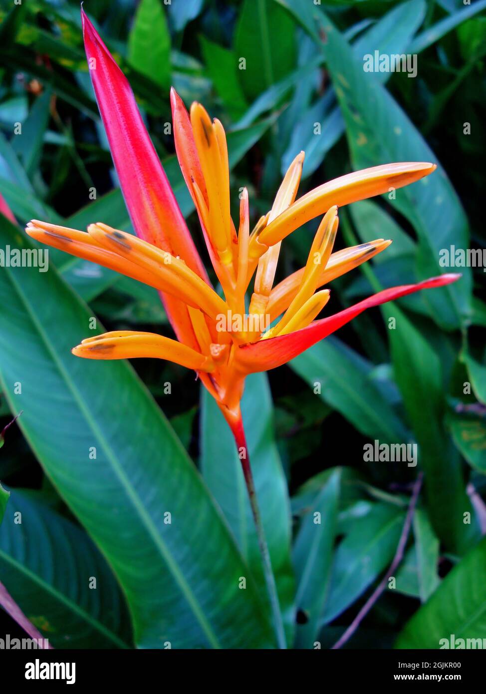 Papageienblüte (Heliconia psittacorum) im tropischen Garten Stockfoto