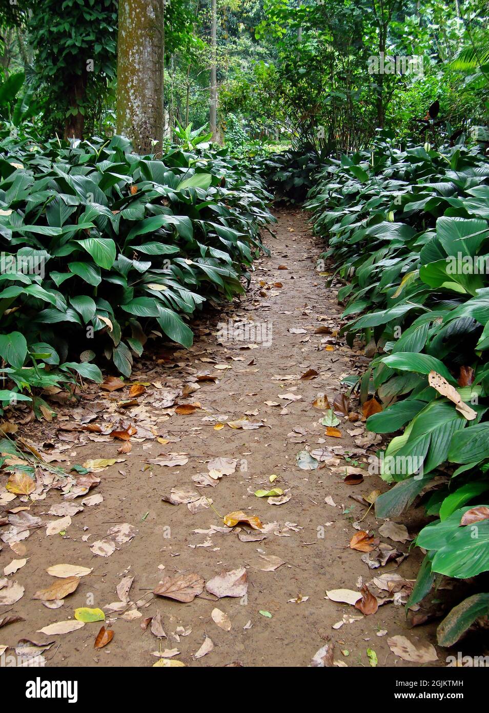 Waldwanderweg in Rio de Janeiro Stockfoto