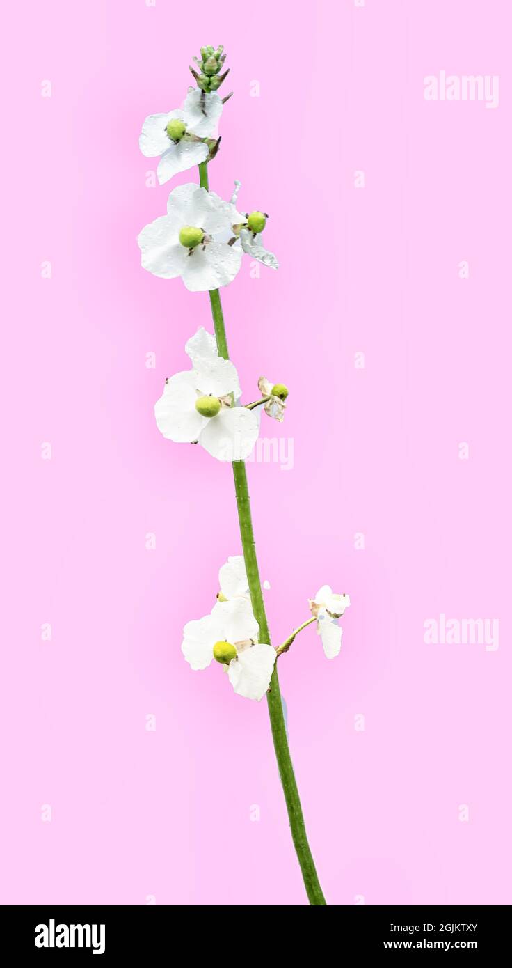High Key Bild von wildem Unkraut mit blühenden Blumen Stockfoto