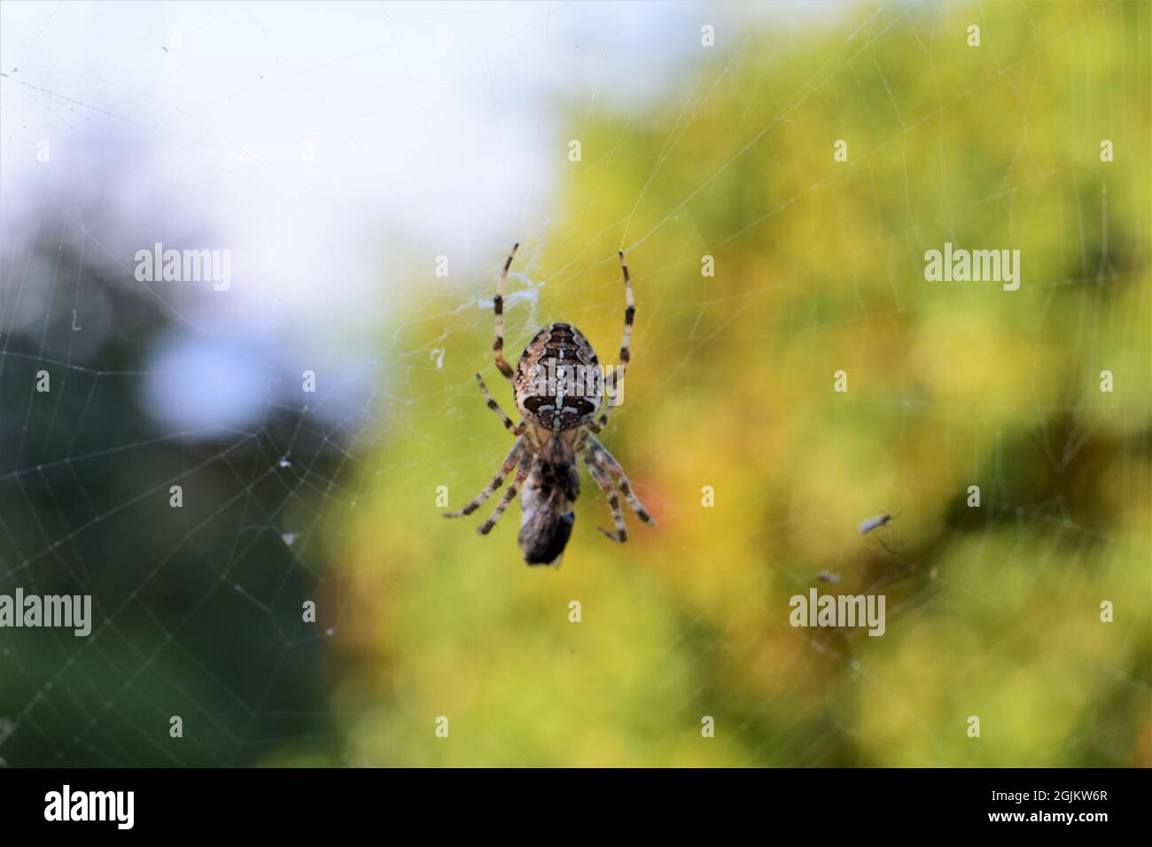 Spinnennetz zwischen grünen Pflanzen als Nahaufnahme Stockfoto