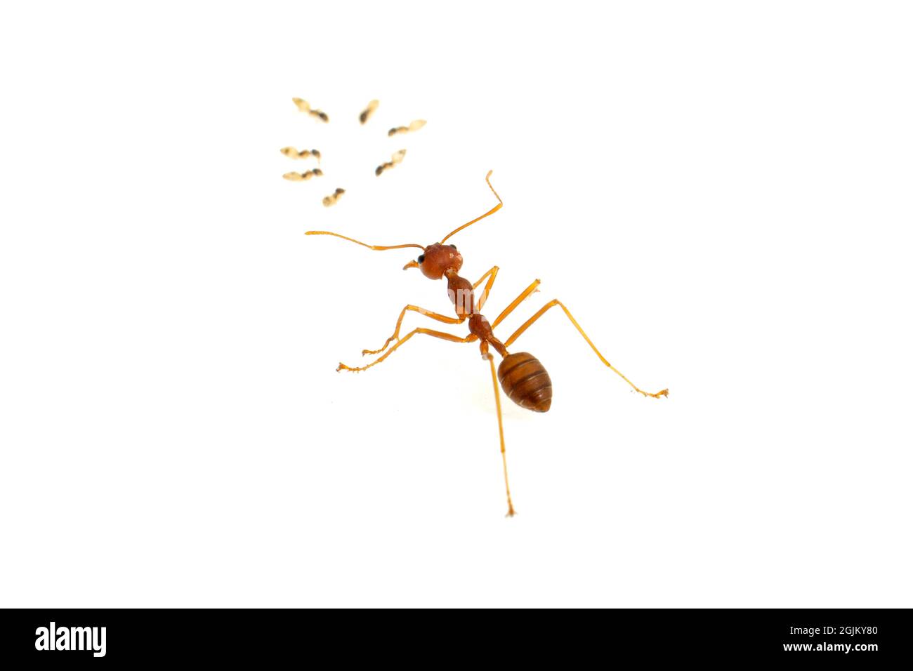 ANT isoliert auf weiß.Formica rufa Stockfoto