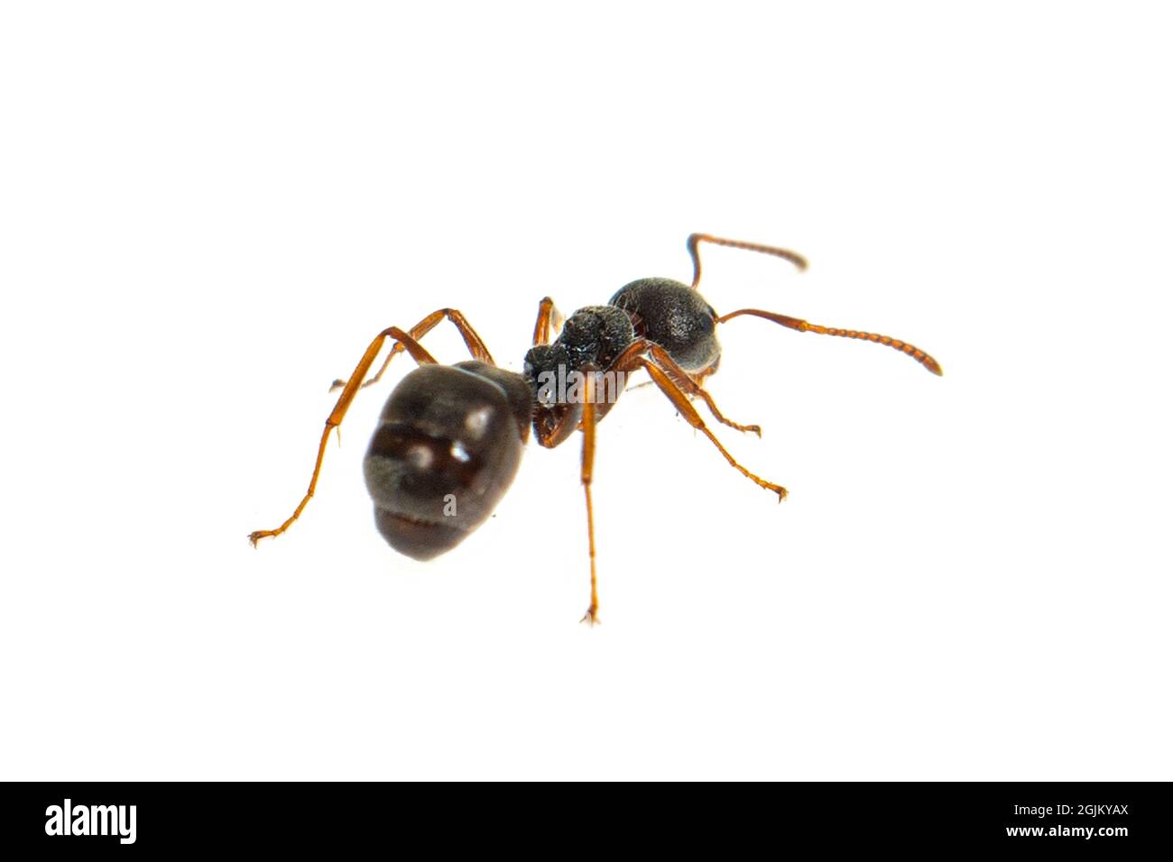 ANT isoliert auf weiß.Formica rufa Stockfoto