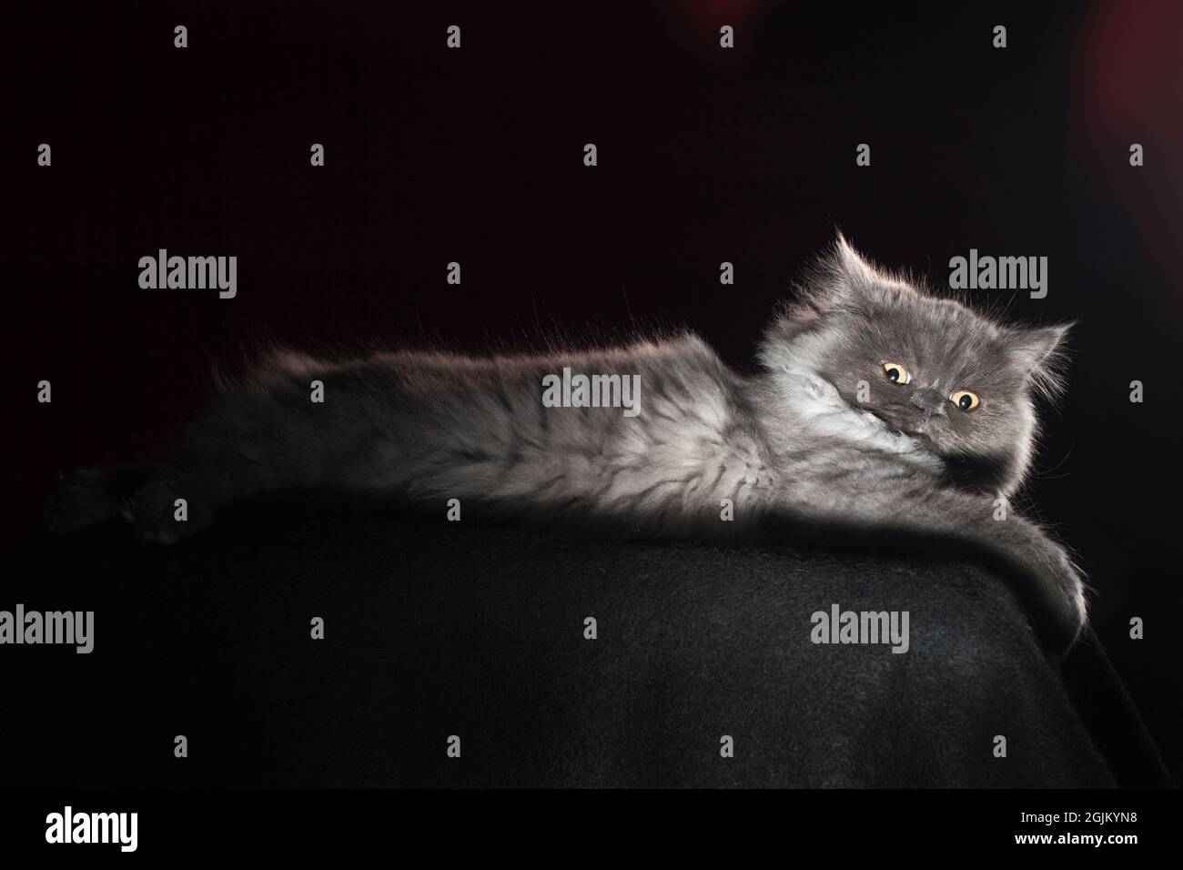 Urkomisch wütend aussehende flauschige graue langhaarige Katze. Stockfoto