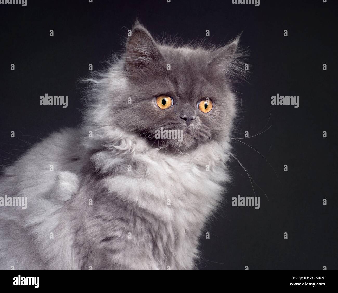 Niedliches Porträt einer flauschigen grauen langhaarigen Katze Stockfoto