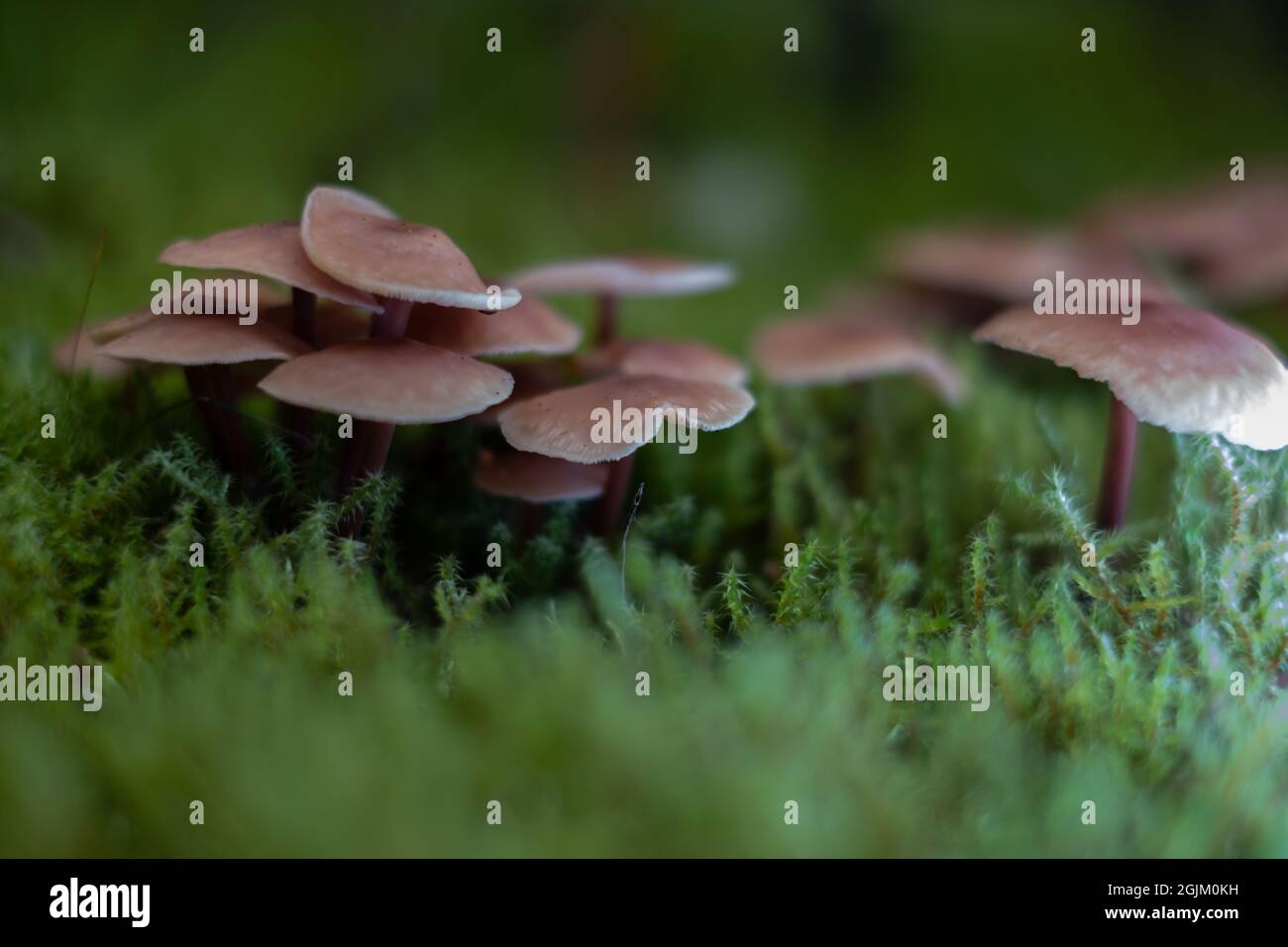 Enge Familie von braunen kleinen Pilzen, die in grünem Moos wachsen. Stockfoto