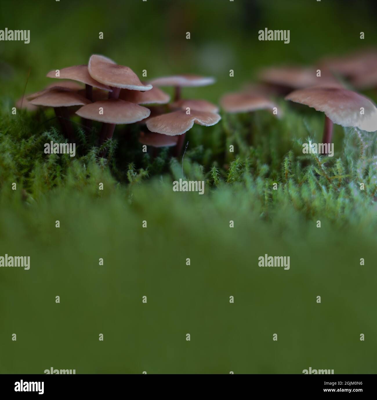 Enge Familie von braunen kleinen Pilzen, die in grünem Moos wachsen. Leerer Kopierbereich. Stockfoto