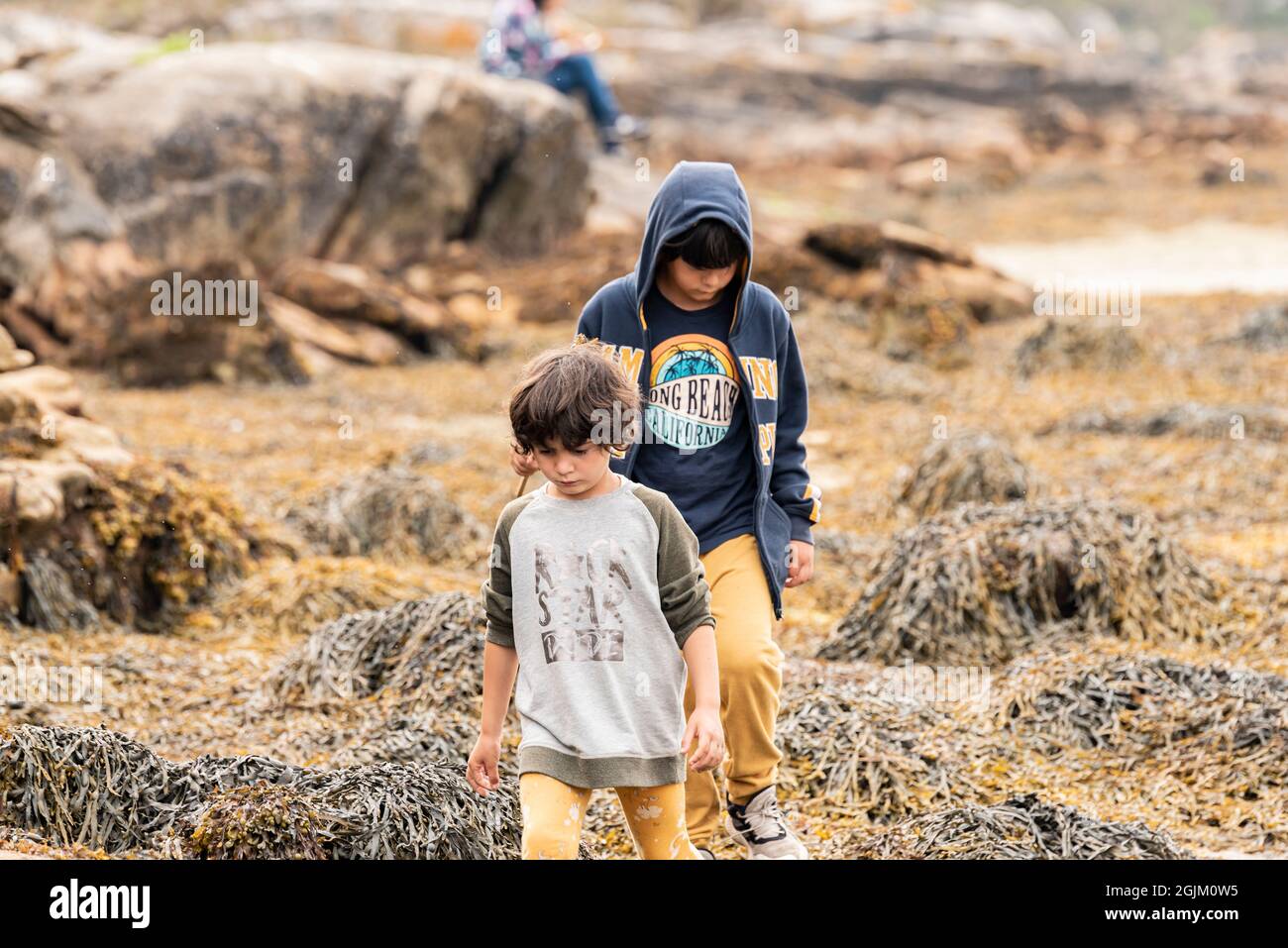 Ein Junge und seine kleine Schwester erkunden an einem Strand im Naturpark zwischen Felsen und Algen. Stockfoto