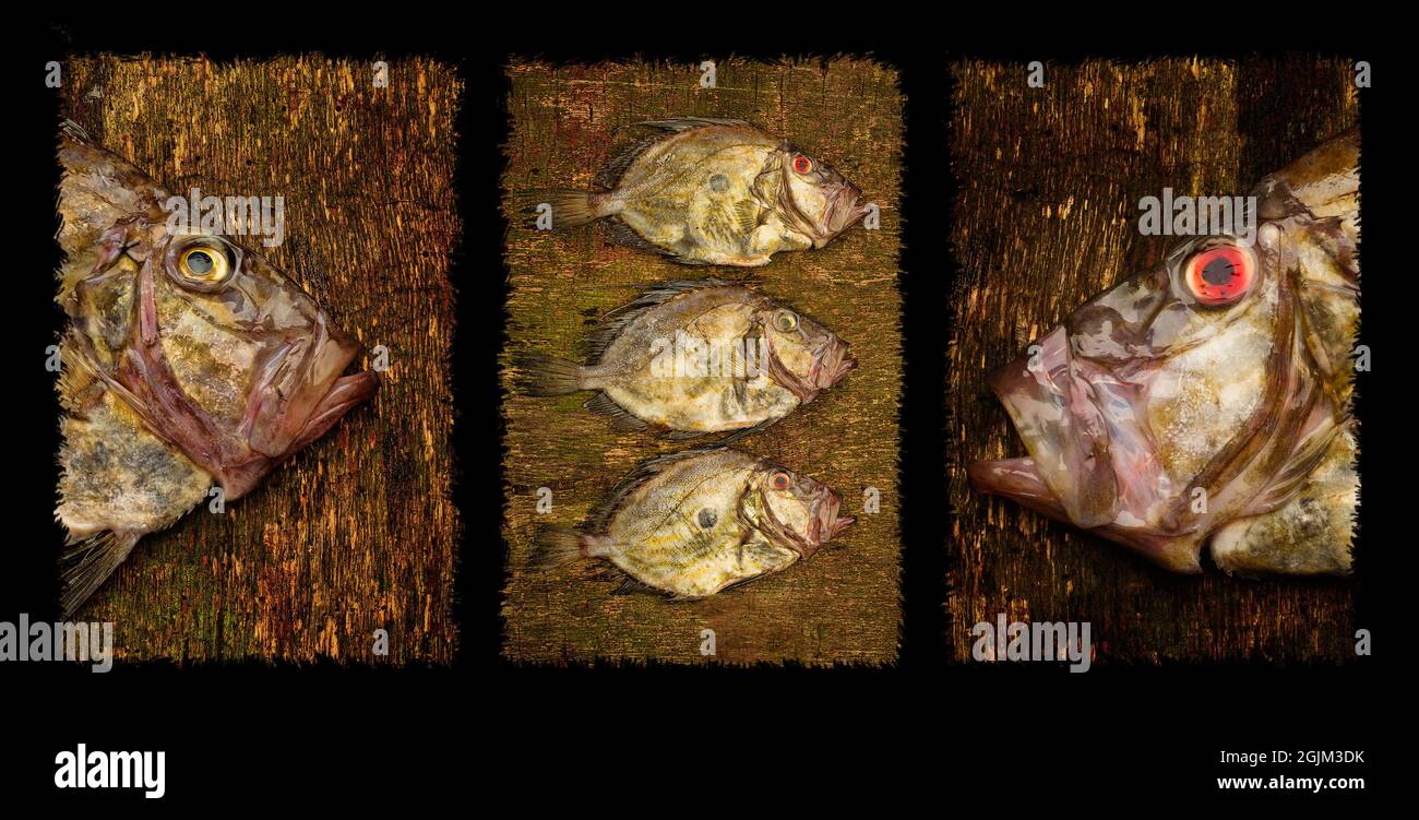 Ein bildender fotografischer Triptychon von john dorey Fisch Stockfoto