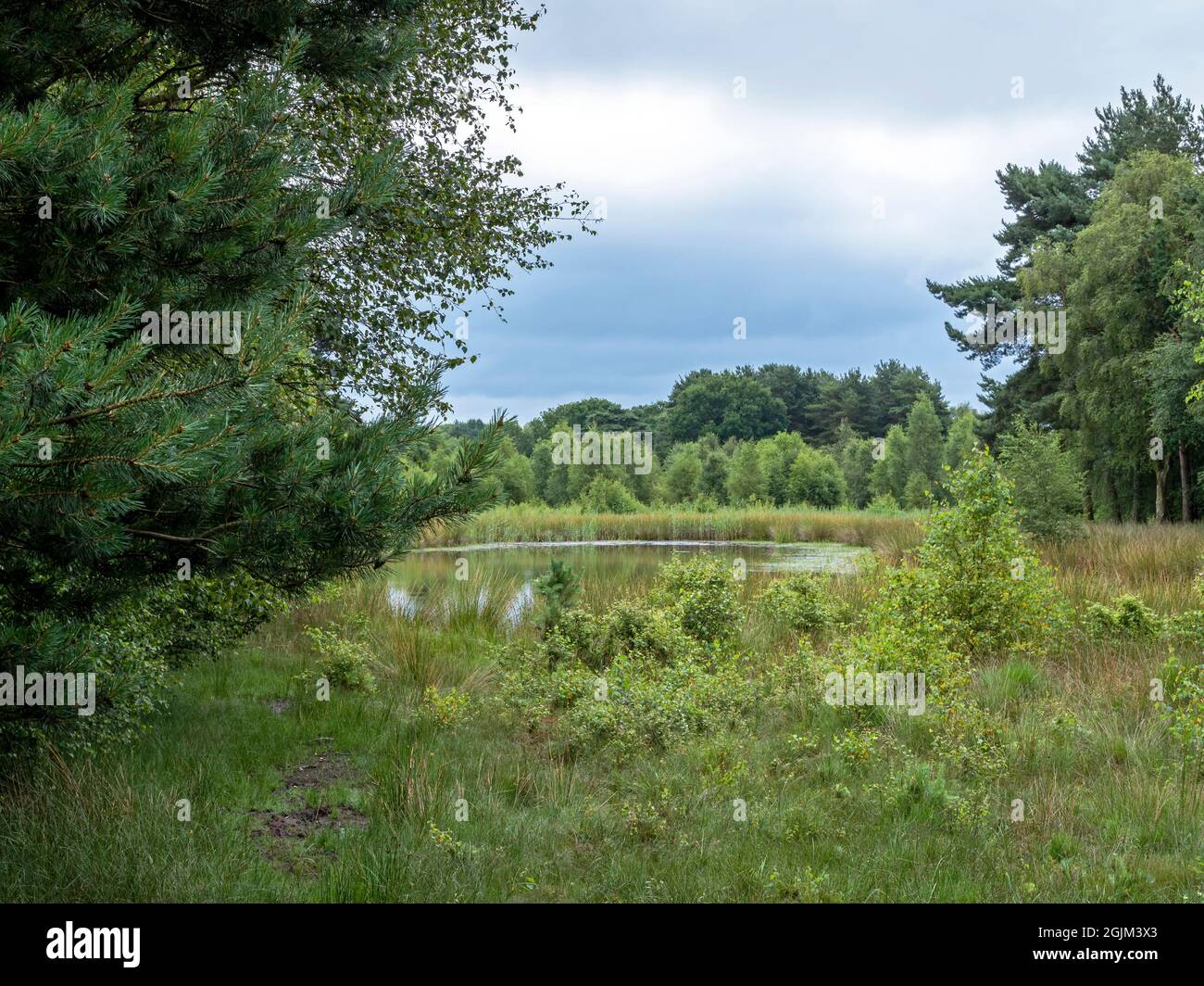 Teich im Skipwith Common Nature Reserve, North Yorkshire, England Stockfoto