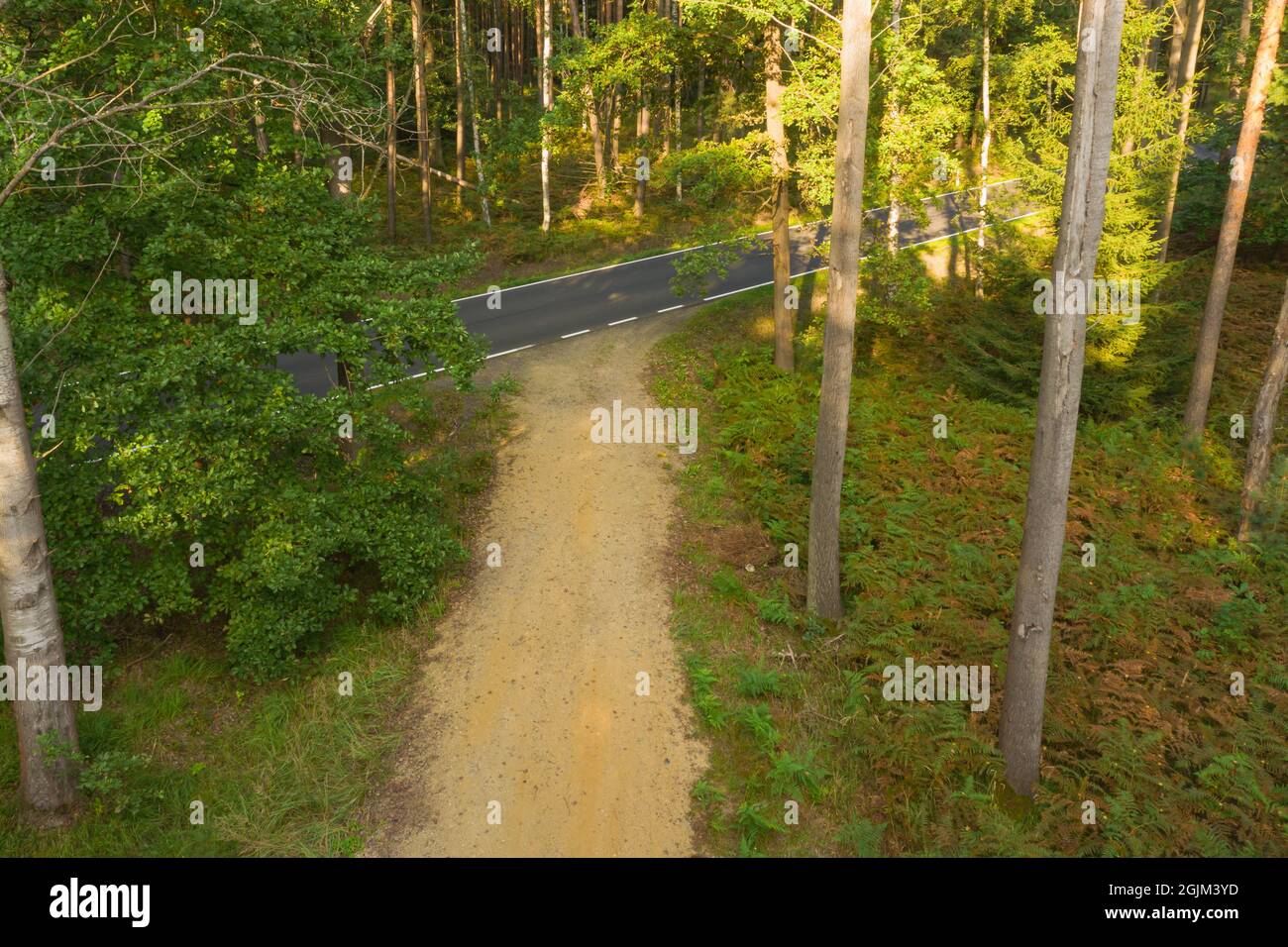 Asphaltstraße durch einen dichten Kiefernwald. Blick von der Drohne. Stockfoto