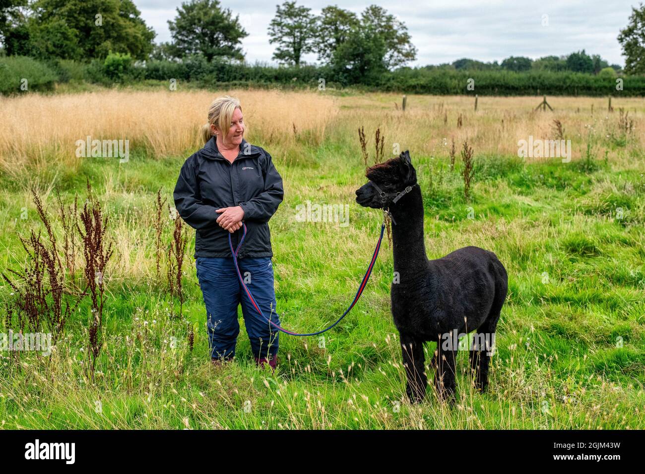 Geronimo der Alpaka erwartet sein Schicksal in Shepherds Close Farm Gloucestershire. Abgebildet mit Besitzerin Helen Macdonald. RinderTB. Stockfoto