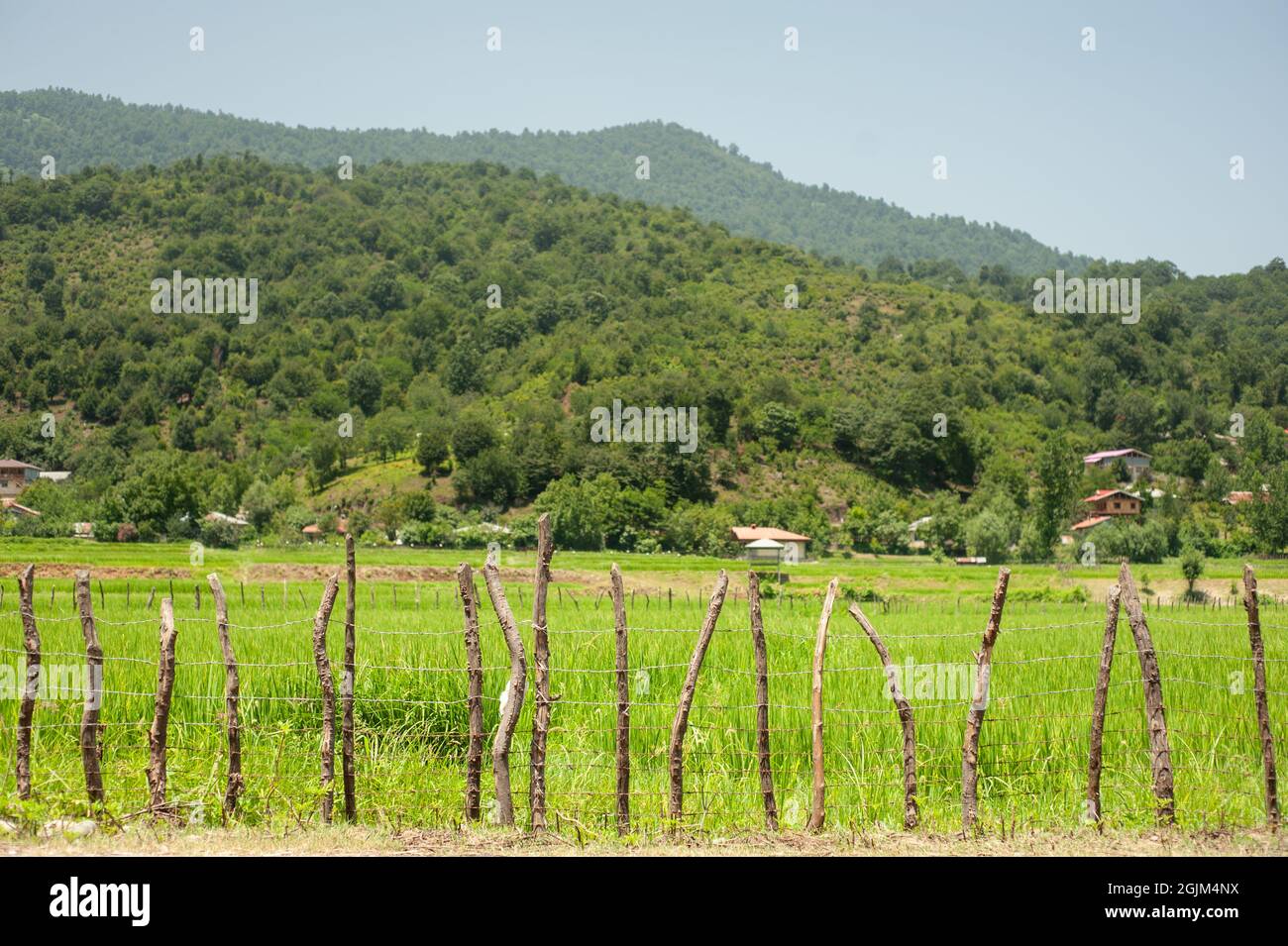 Landwirtschaft grüne junge Reispflanzen auf dem Feld unter blauem Himmel und Berg mit Wald zurück auf dem Land mit Zaun im Vordergrund. Bauernhof, Wachstum und Stockfoto