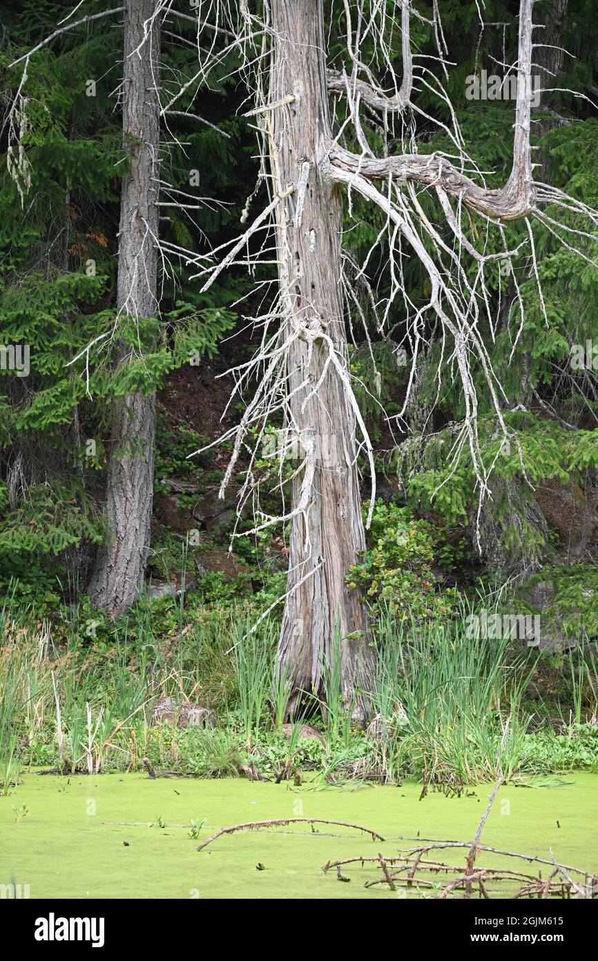 Mündung, Galiano Island BC Stockfoto