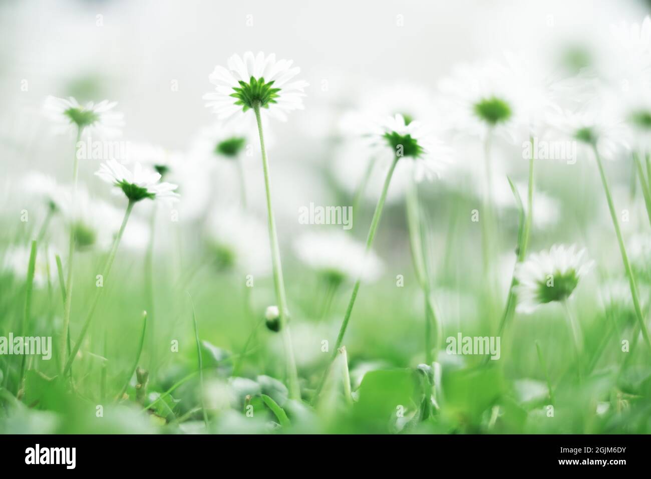 Nahaufnahme Naturansicht von grünen kreativen Layout aus grünem Gras und Gänseblümchen auf Frühlingswiese. Natürlicher Hintergrund Stockfoto