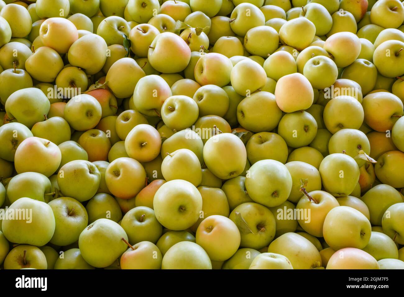 Eine Handelsgruppe von Washington Golden Delicious Äpfeln, die im September an Verpackungszentren verteilt werden soll Stockfoto