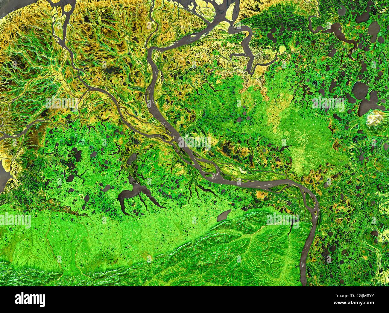 Naturmuster auf Satellitenfoto, Delta des tropischen Flusses. Luftaufnahme der grünen Erdoberfläche als abstrakter Texturhintergrund. Landschaft aufgenommen Stockfoto