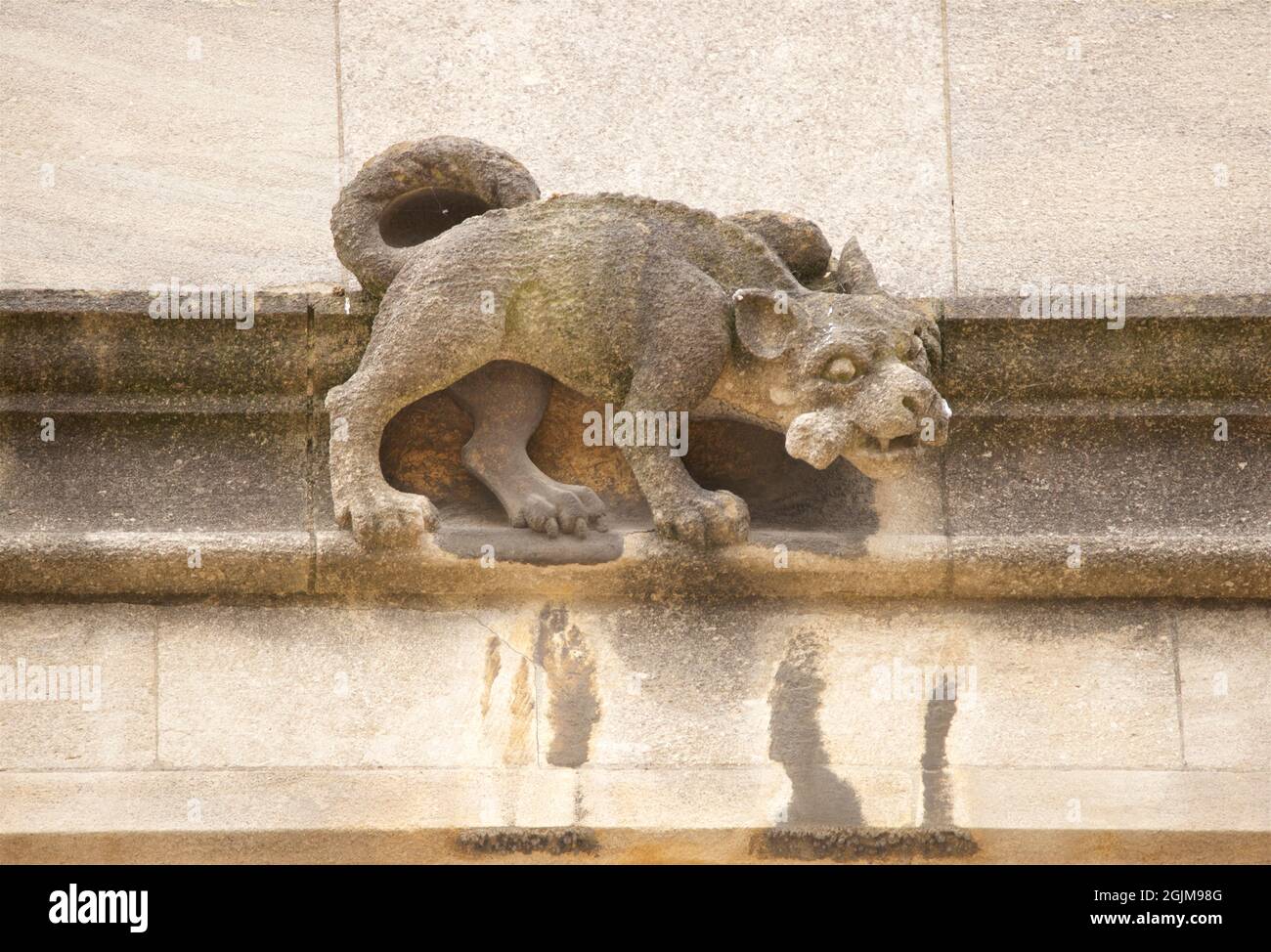 Stein geschnitzte Dekoration. Tier / Hund mit Knochen im Mund. Wasserspeier an der Außenseite der Bodleian Library, gegenüber dem Sheldonian Theatre, University of Oxford, Oxford, England, Großbritannien Stockfoto