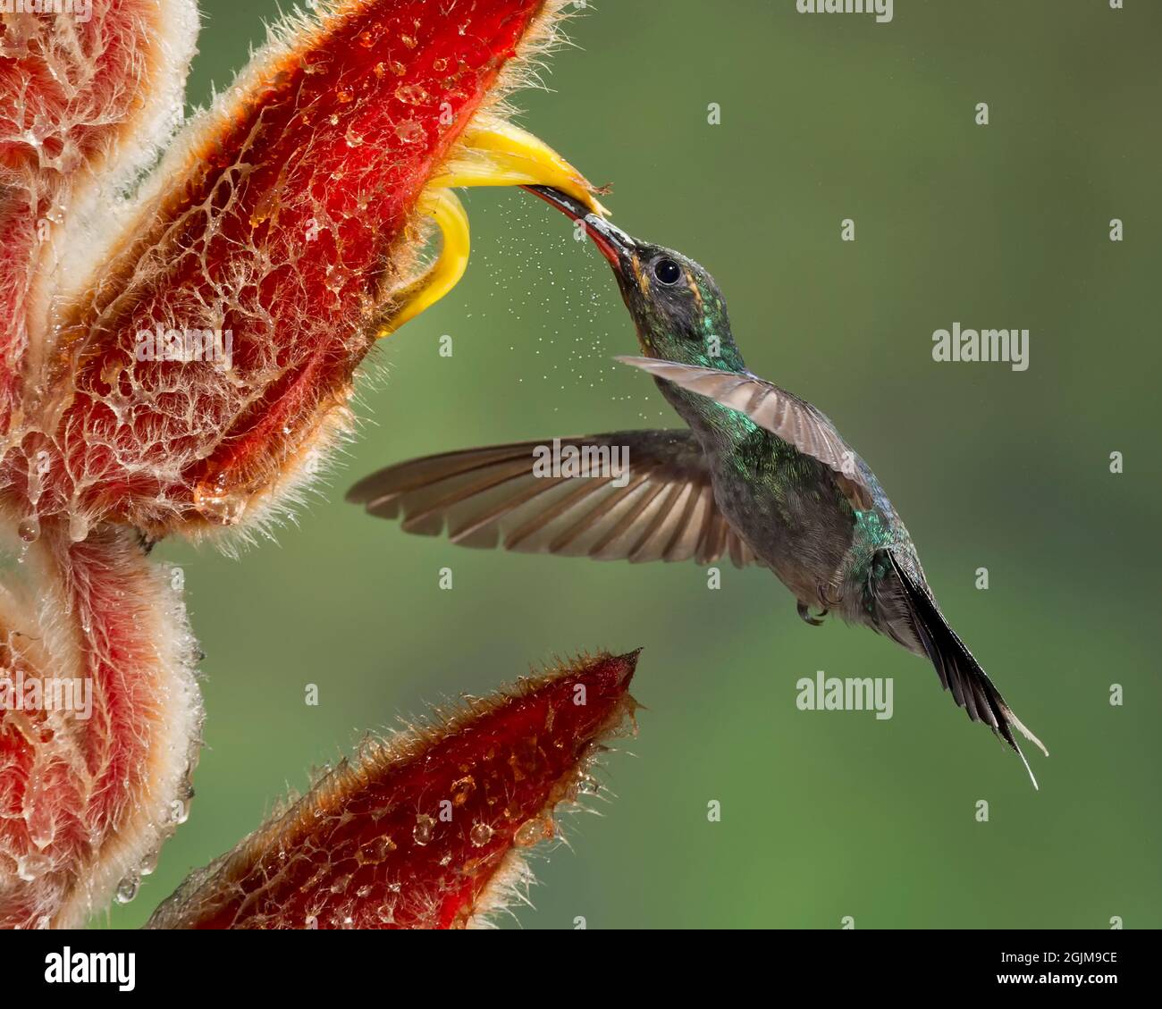 Weiblicher Grüner Einsiedler (Phaethornis guy) Kolibri, der auf einer Heliconia-Blume nectoring, Costa Rica Stockfoto