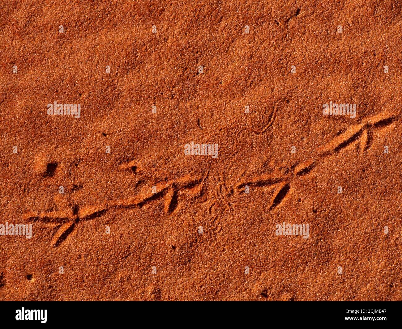 Vogelspuren in der roten Sanddüne Simpson Desert Country im Outback Central Australia Stockfoto