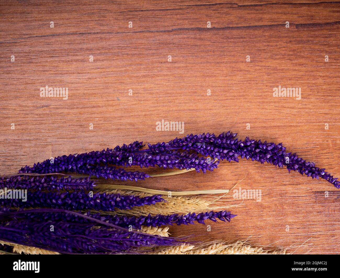 Getrocknete Hirse, wissenschaftlicher Name Setaria italica (Synonym Panicum italicum L.), die am zweithäufigsten gepflanzte Hirseart und die am meisten gr Stockfoto