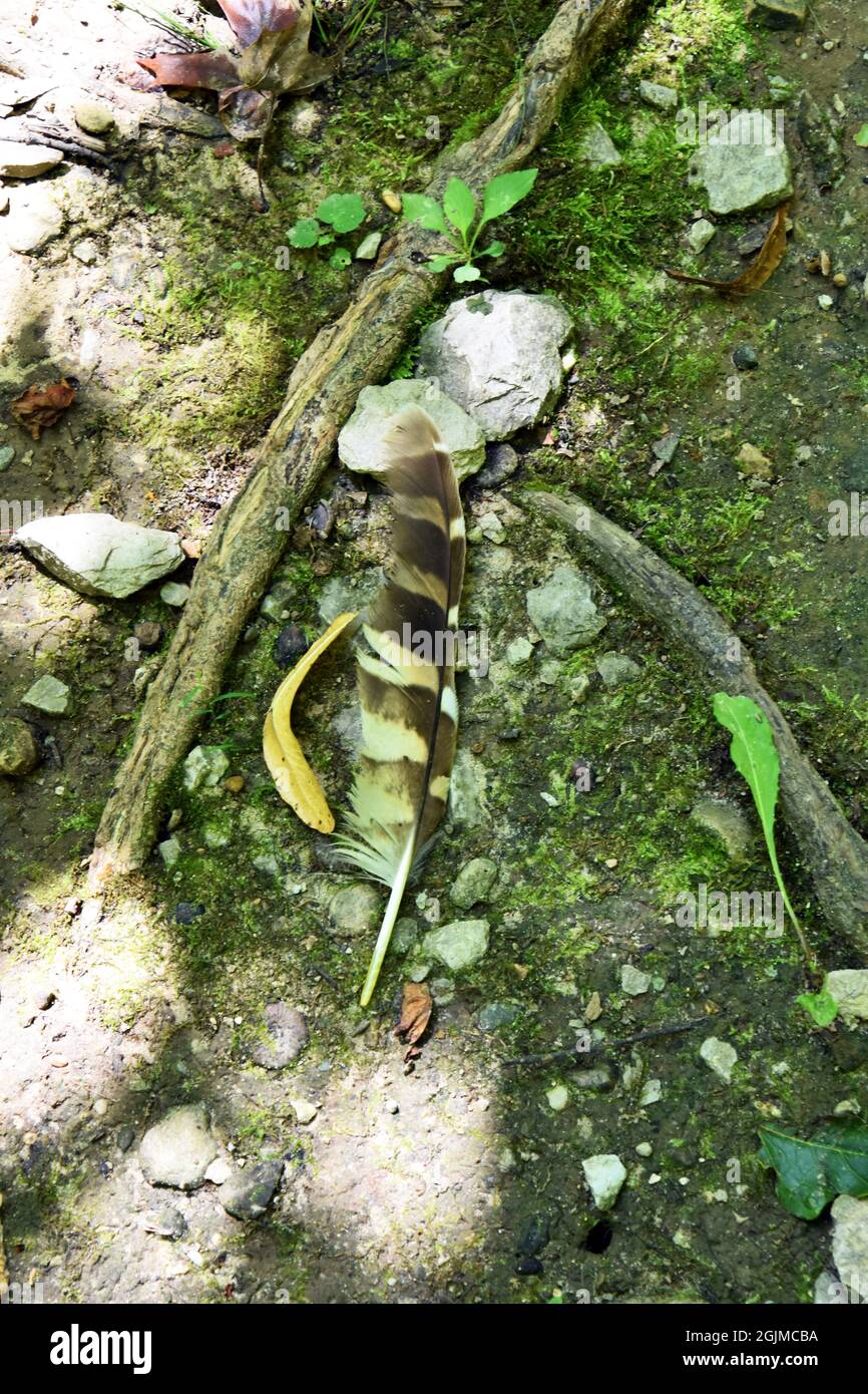 Eine schwarz-weiße Feder einer Sperlingskauze (Strix varia) liegt auf dem Waldboden zwischen Felsen Stockfoto