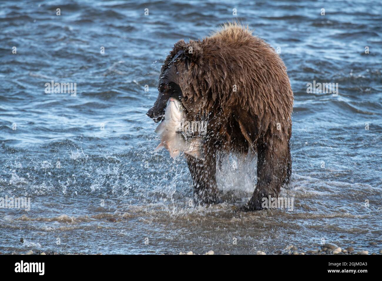 Alaskan Coastal Brown Bear Fishing Stockfoto