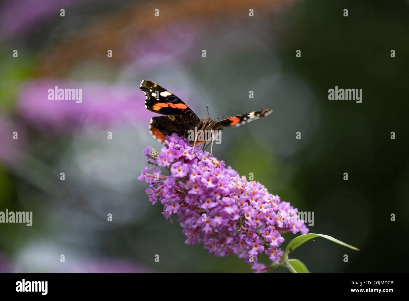 Schmetterling des roten Admirals (Vanessa atalanta). Fütterung, Aufschwungung, Nektar, über ausgedehnte, entrollte Proboscis, die in einen einzigen Buddleia-Fllower eingeführt werden. Stockfoto