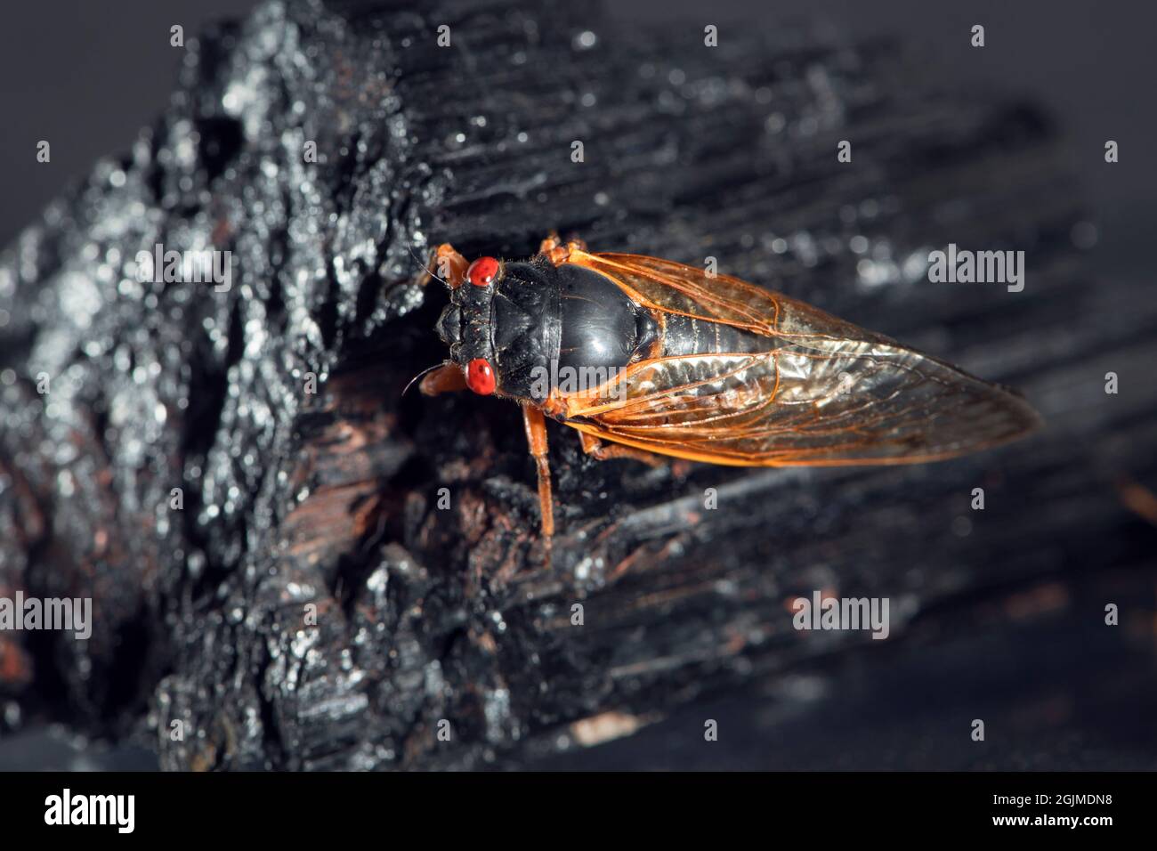 Schönes Studiomakro einer Brut X cicada, die auf einem kristallisierten schwarzen Turmalin thront. Stockfoto