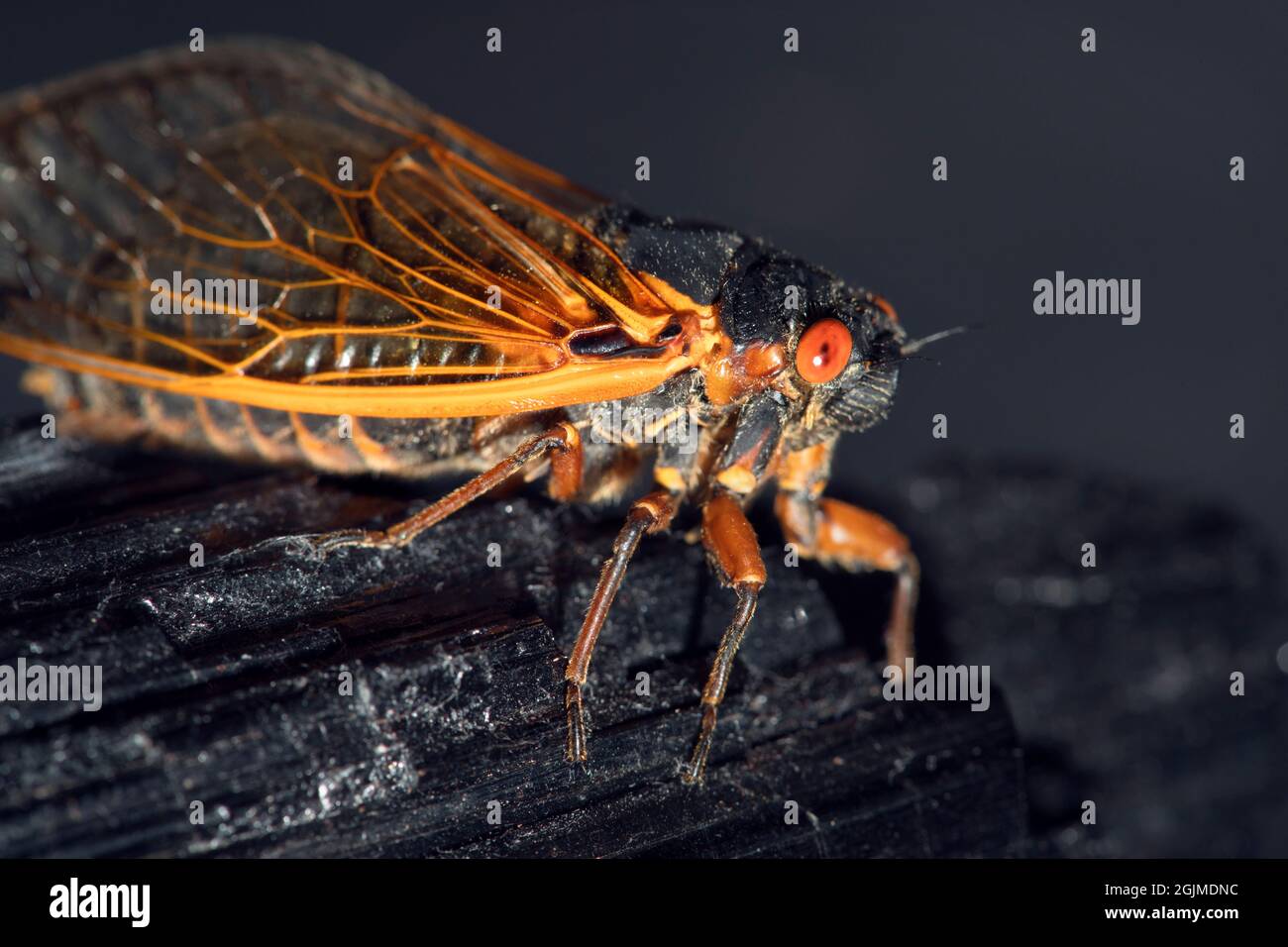 Schönes Studiomakro einer Brut X cicada, die auf einem kristallisierten schwarzen Turmalin thront. Stockfoto