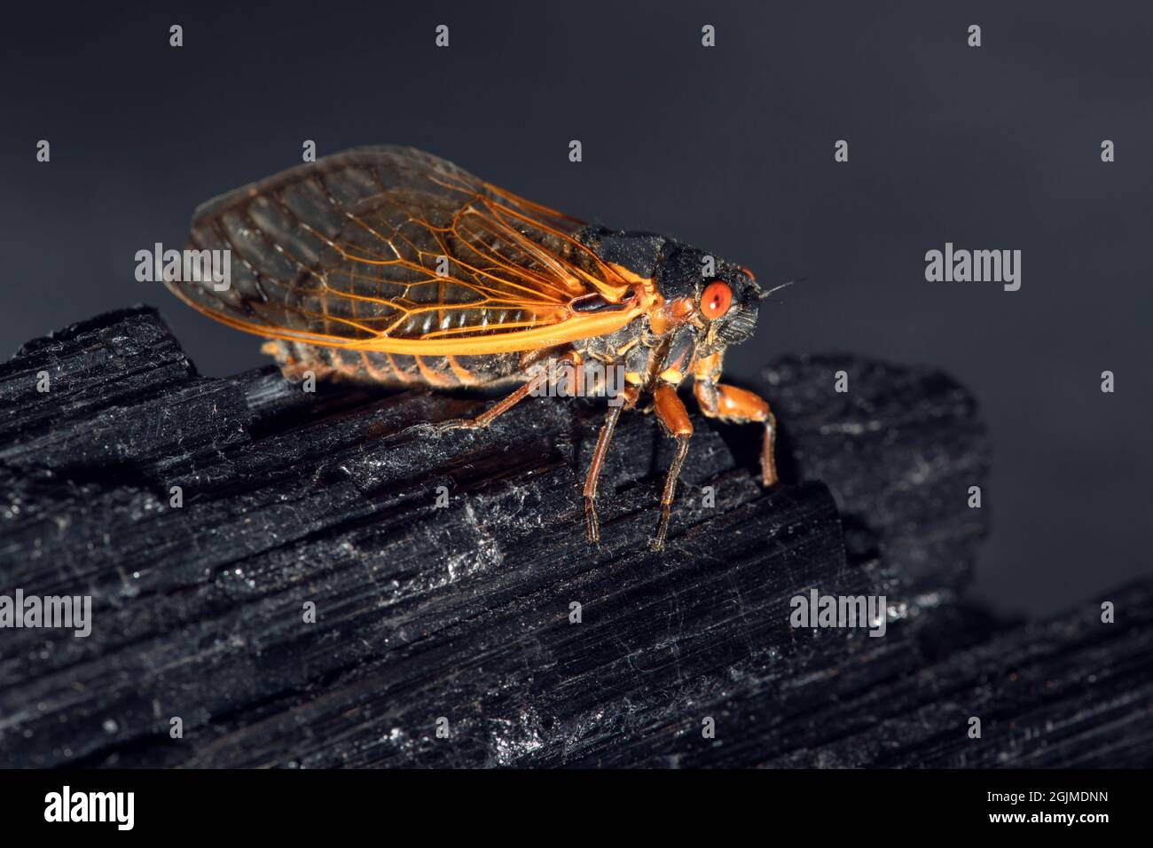Schönes Studiomakro einer Brut X cicada, die auf einem kristallisierten schwarzen Turmalin thront. Stockfoto