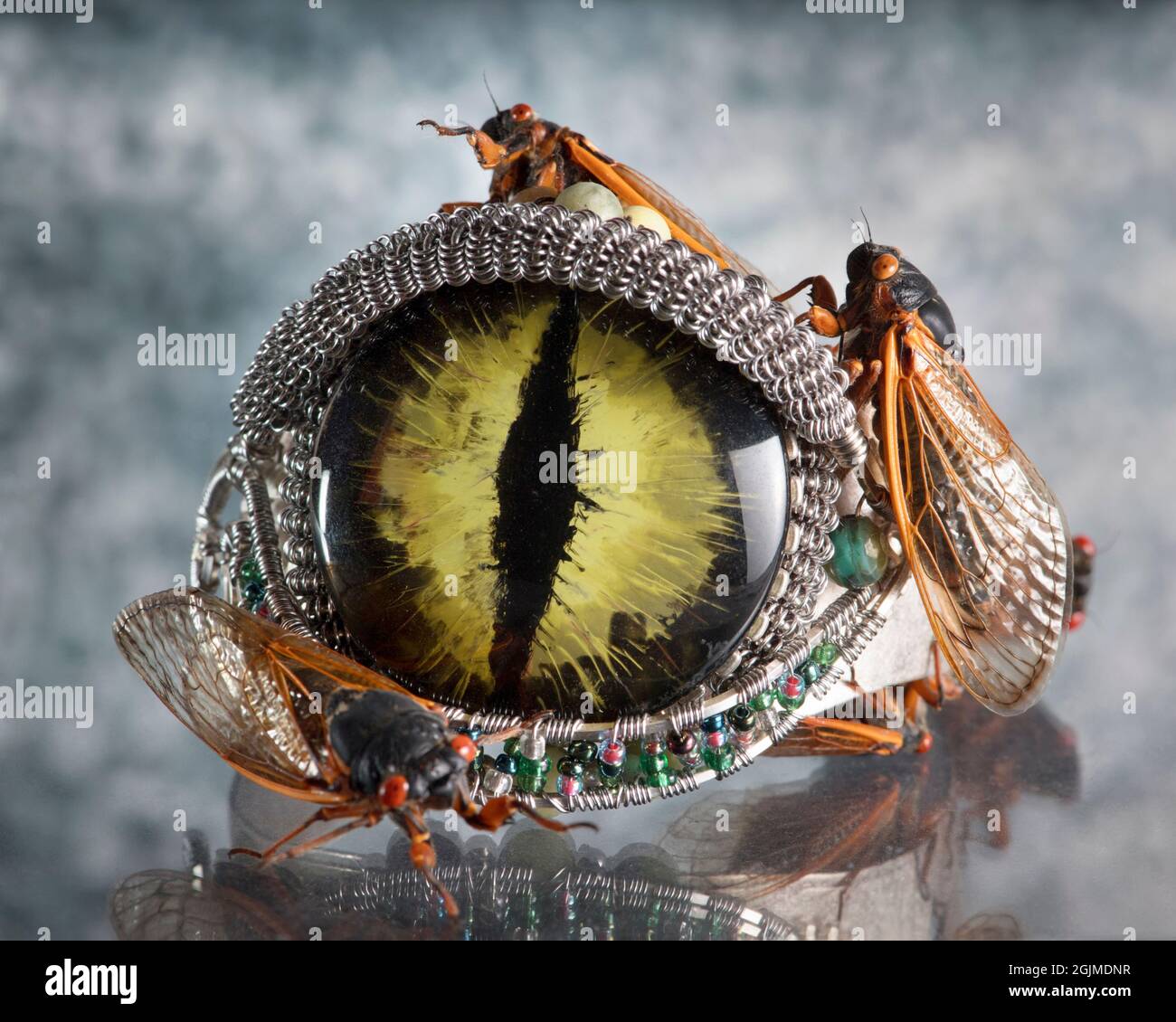 Seltsames Stillleben der Brut X Zikaden thront auf einem dekorativen silbernen Augapfel-Armband. Stockfoto