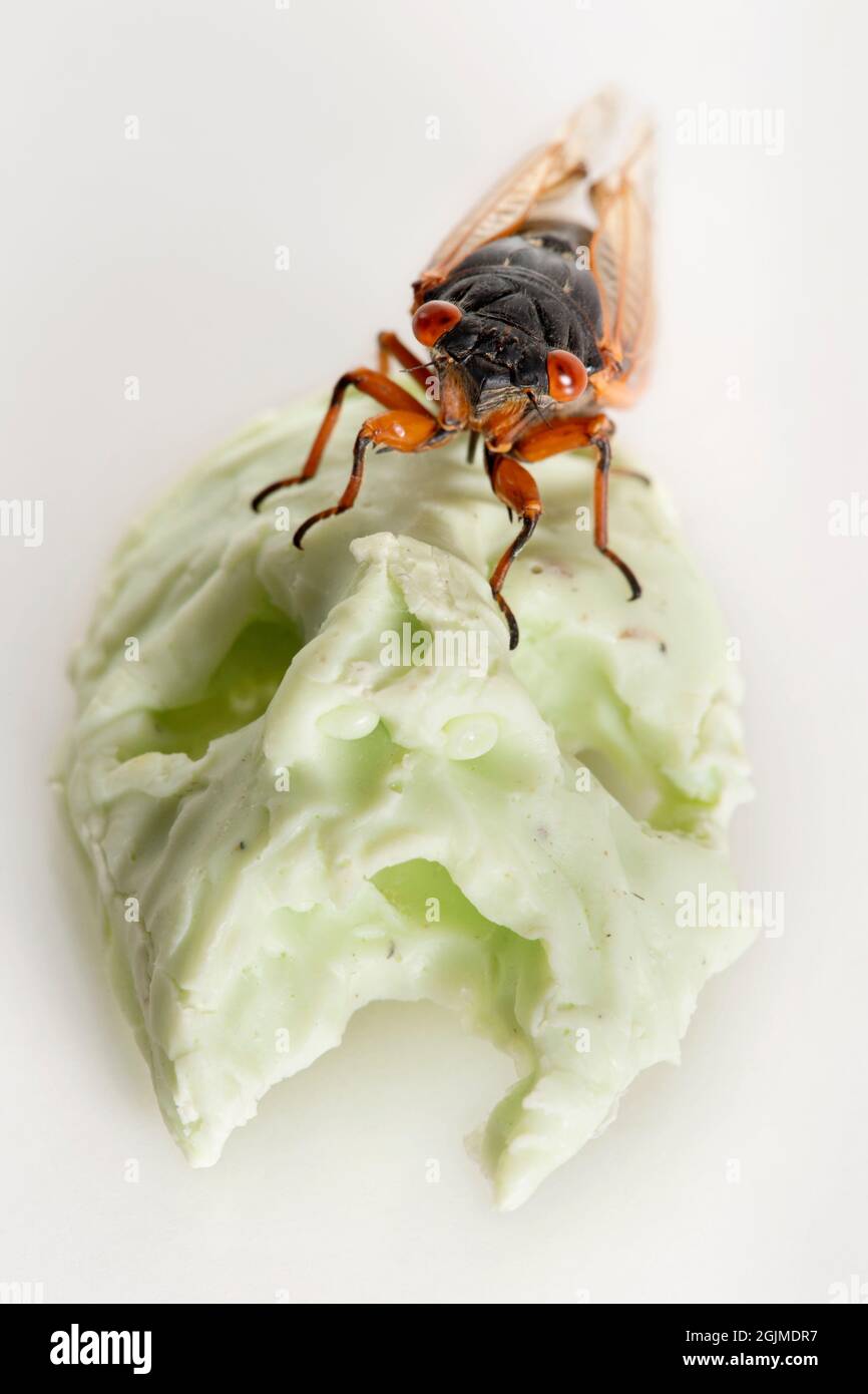 Gruseliges Studiomakro einer Brut X cicada auf einer kleinen Schädelskulptur. Stockfoto