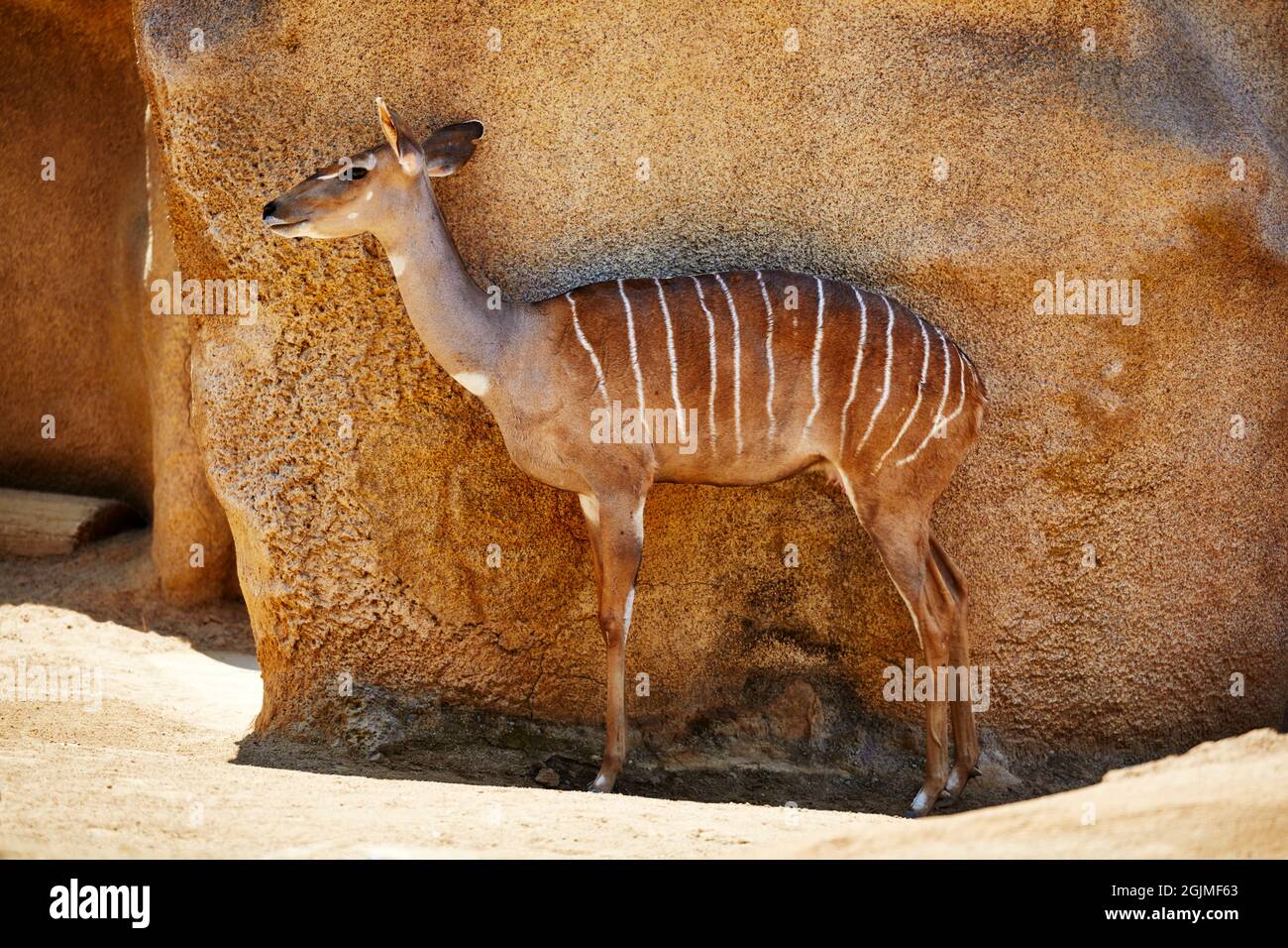 Ein kleiner Kudu in Gefangenschaft, der gegen die Wand steht, um im Schatten zu stehen Stockfoto