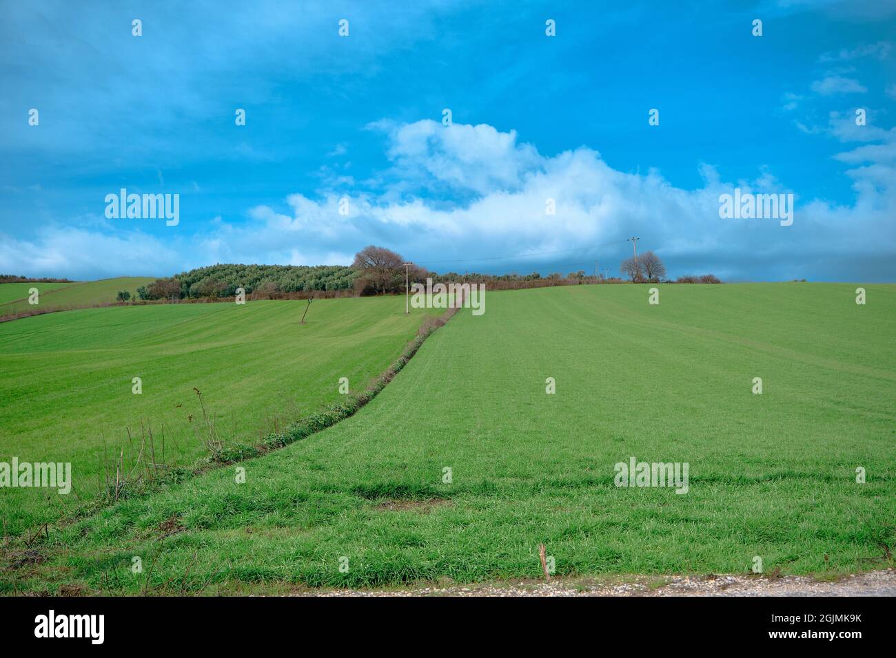 Herrliches grünes Gras auf einem kleinen Hügel und riesige Wolken oben drauf. Getrocknete Bäume oben auf dem Hügel. Landwirtschaftliche Feld vor der Ernte. Das Foto wurde aufgenommen Stockfoto