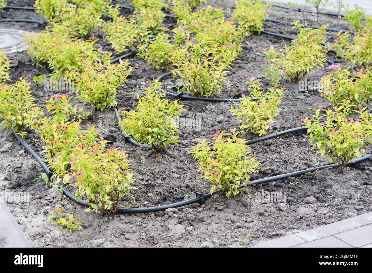 Machen Sie sich mit dem automatischen Tropfbewässerungssystem auf, das Wasser mit Wasserschlauch ausschüllt. Bewässerungssystem Stockfoto