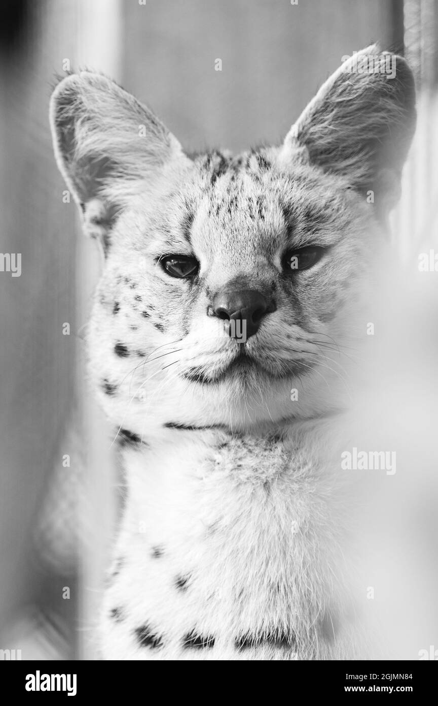 serval Katze im ukrainischen Zoo, eine seltene Katzenart, ein Porträt eines Servals. Stockfoto